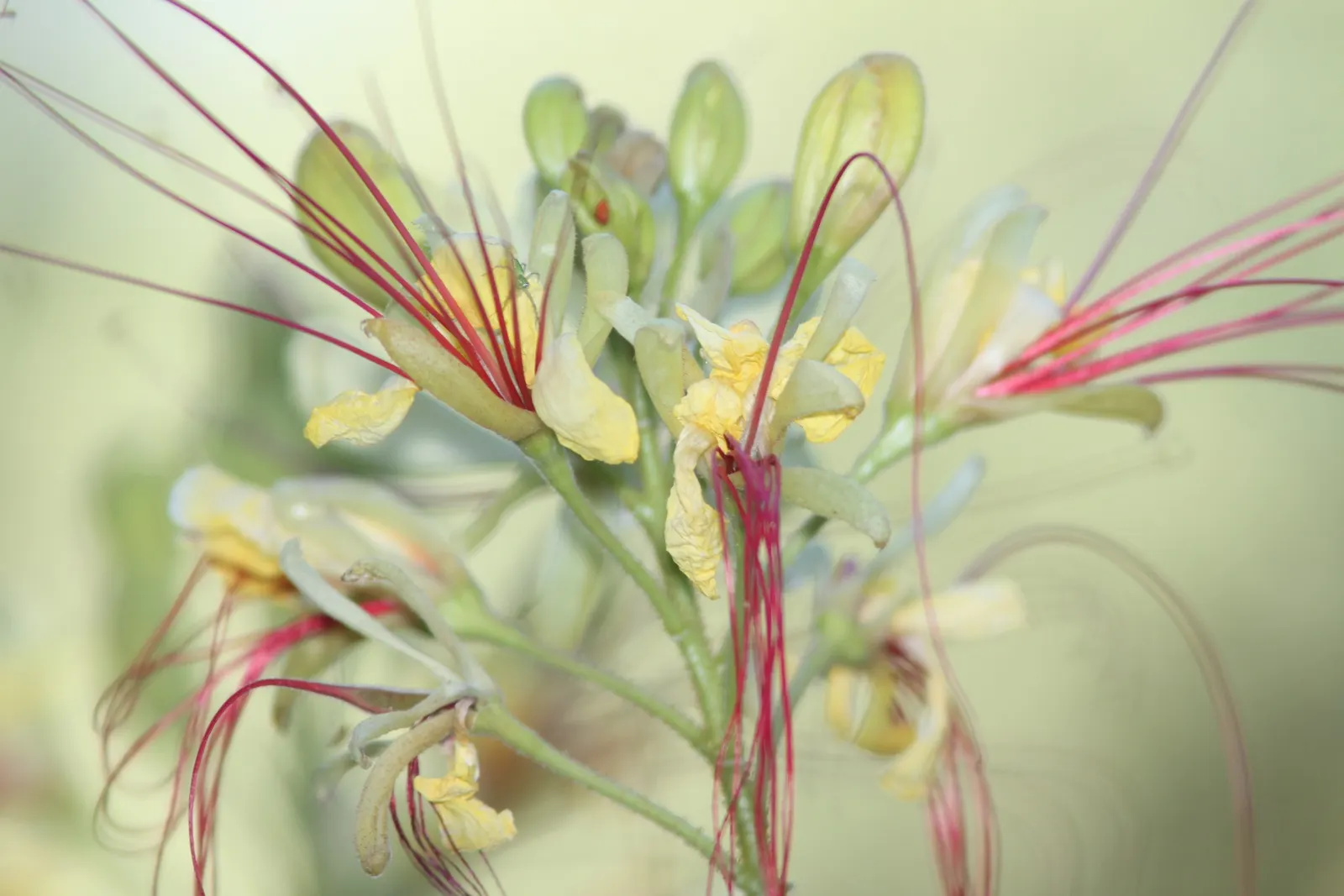 Yellow Bird Of Paradise (Caesalpinia Gilliesii) — provided the drainage is well-maintained.<br><br>Aside from its ornamental value; the plant, image 70