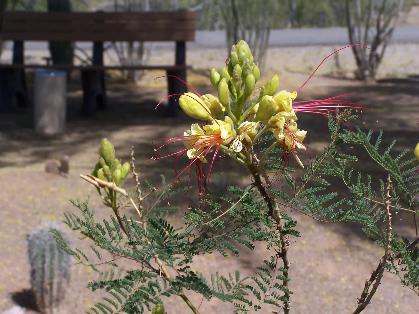 Yellow Bird Of Paradise (Caesalpinia Gilliesii) — and consider the plant's potential to self-seed; and these can extend impressively up to 2 to 3 inches