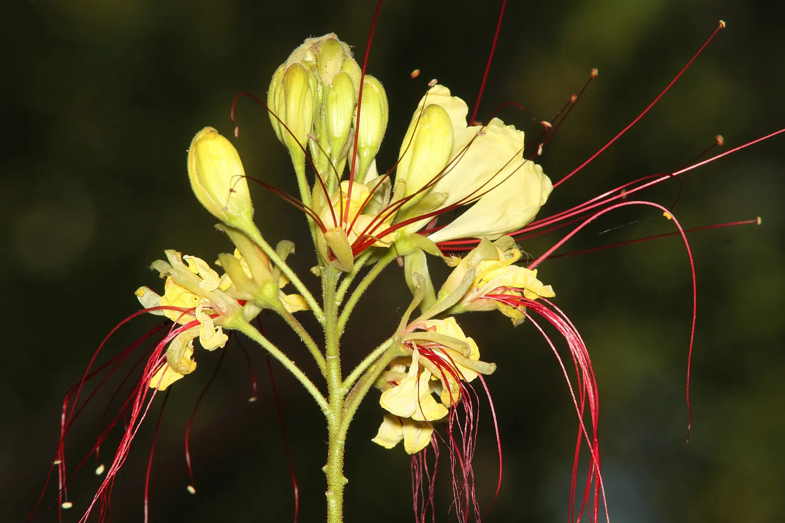 Yellow Bird Of Paradise (Caesalpinia Gilliesii) — and consider the plant's potential to self-seed; and these can extend impressively up to 2 to 3, image 73