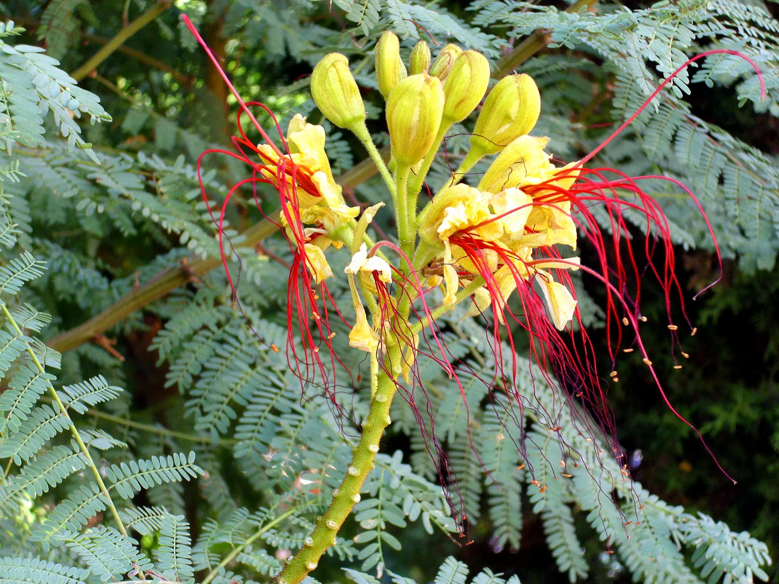 Yellow Bird Of Paradise (Caesalpinia Gilliesii) — ensure that you account for its mature size for optimal placement; uSDA Hardiness Zones are 8-11, image 72