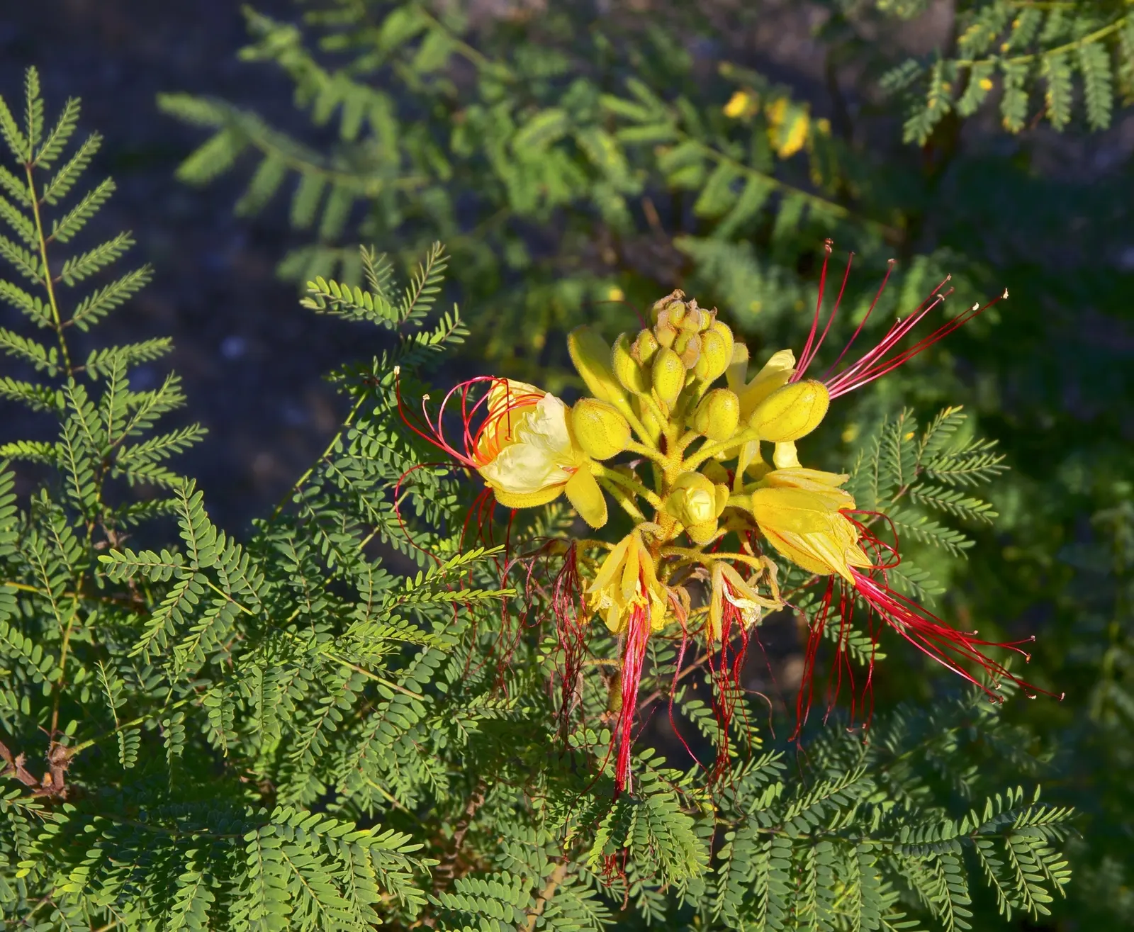 Yellow Bird Of Paradise (Caesalpinia Gilliesii) — Regular pruning can maintain the desired shape and size; and consider the plant's potential to, image 74