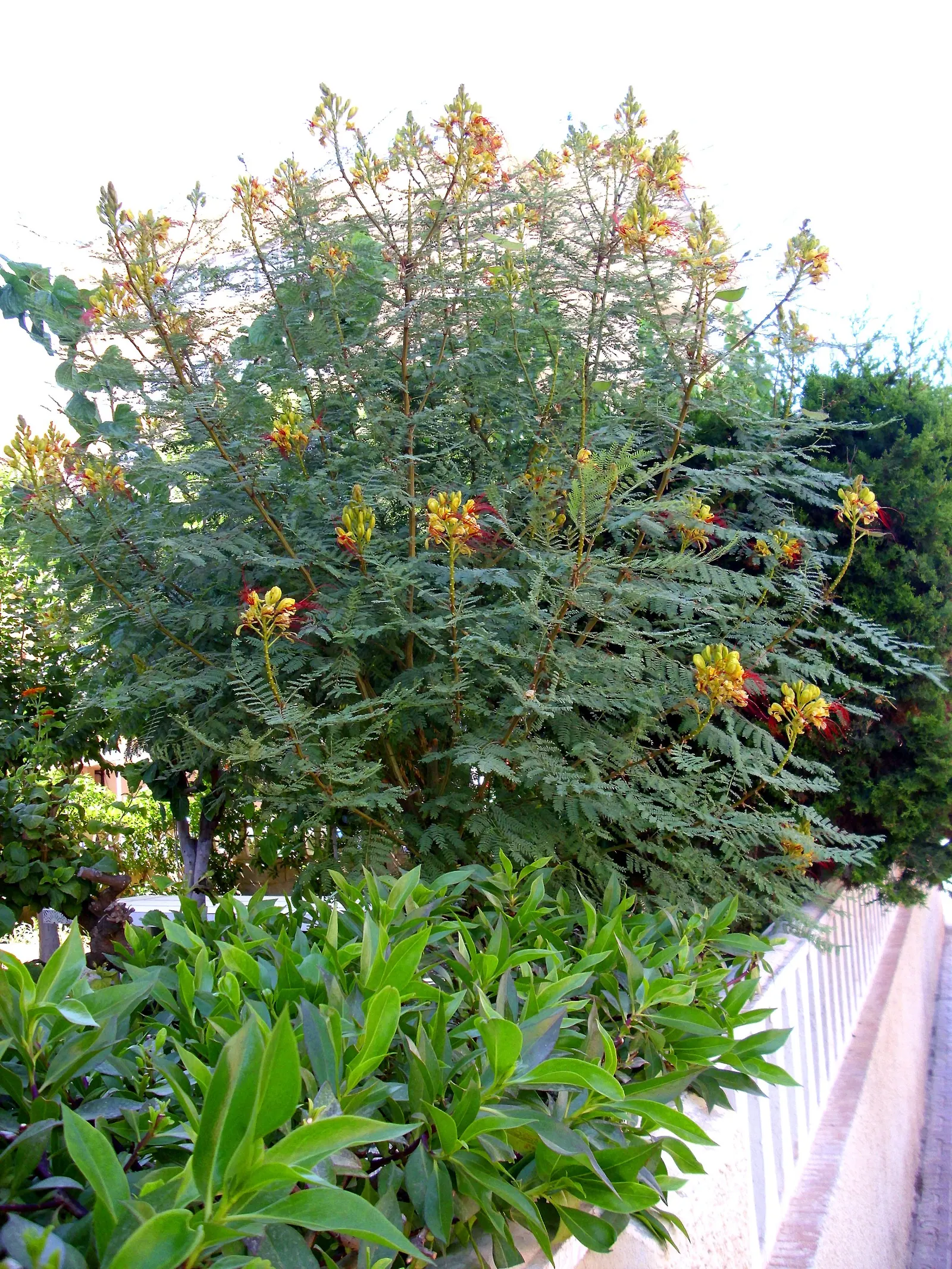 Yellow Bird Of Paradise (Caesalpinia Gilliesii) — The plant requires minimal watering once established and is relatively free of pests and, image 71