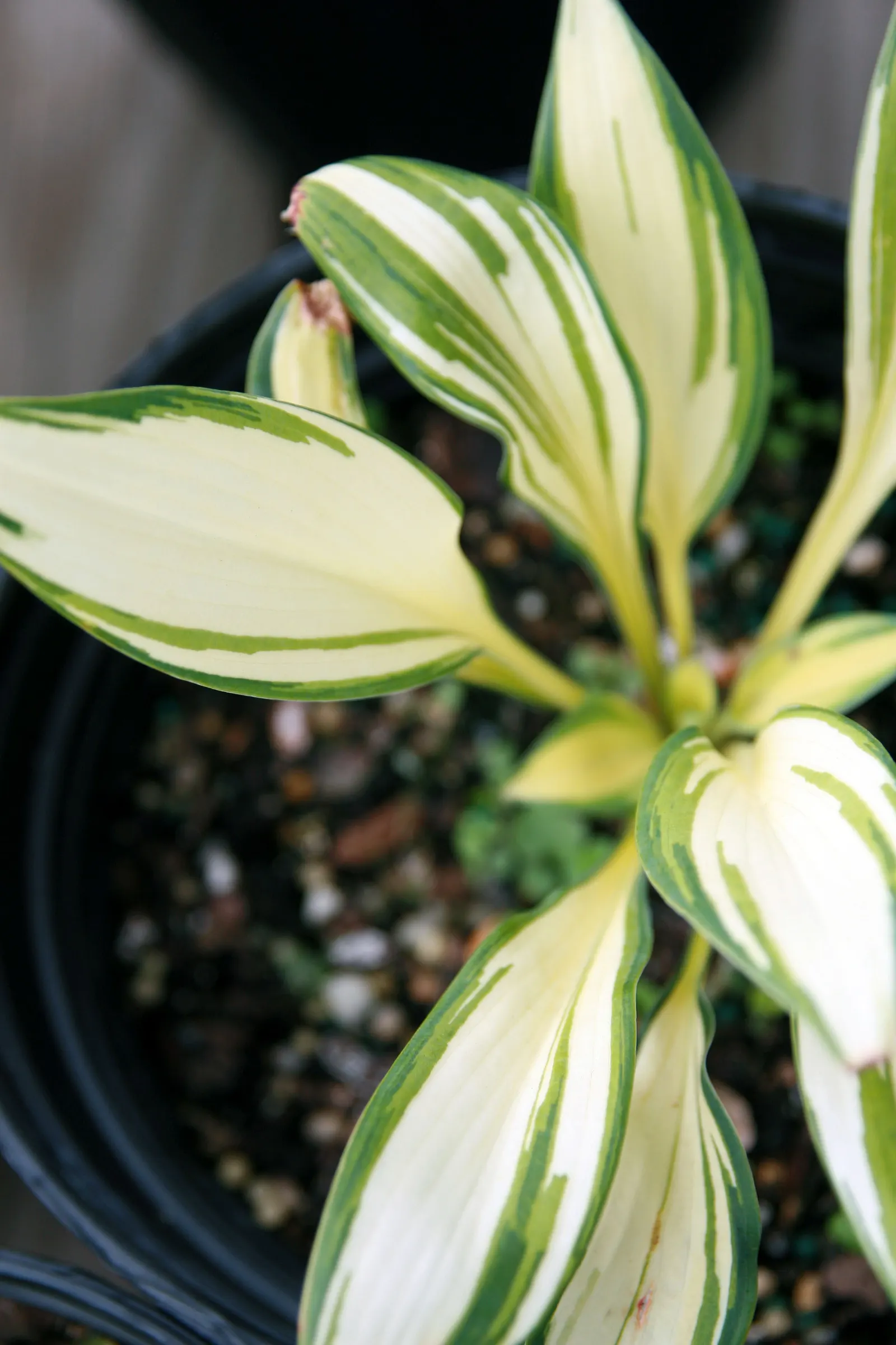 Remember Me Hosta (Hosta 'Remember Me') — its leaves unfurl bright yellow with narrow green margins