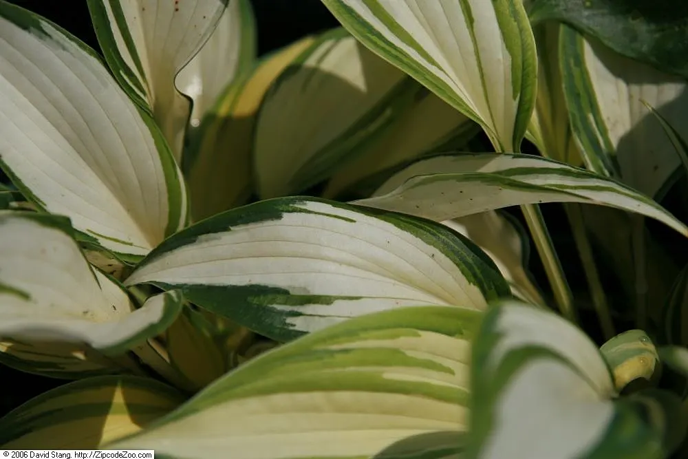 Remember Me Hosta (Hosta 'Remember Me') — The Hosta 'Remember Me' is a striking perennial showcasing a dynamic color transformation