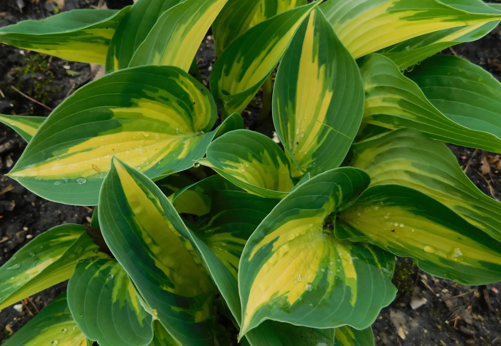 Remember Me Hosta (Hosta 'Remember Me') — maturing to pure white centers surrounded by deep green