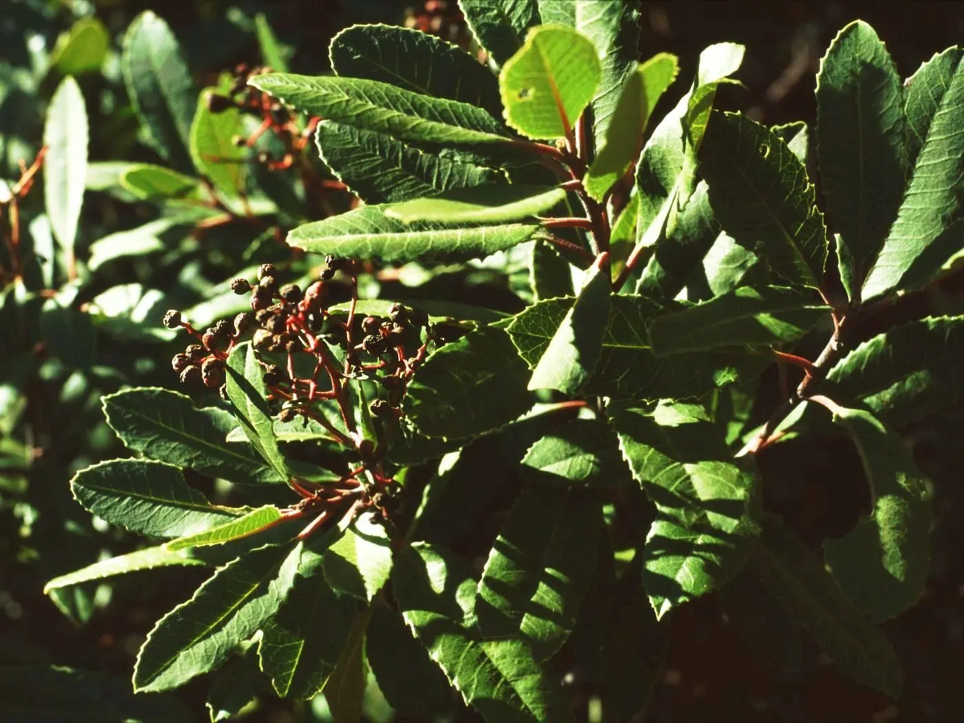Toyon (Heteromeles Arbutifolia) — dark green leaves that measure 2 to 4 inches long
