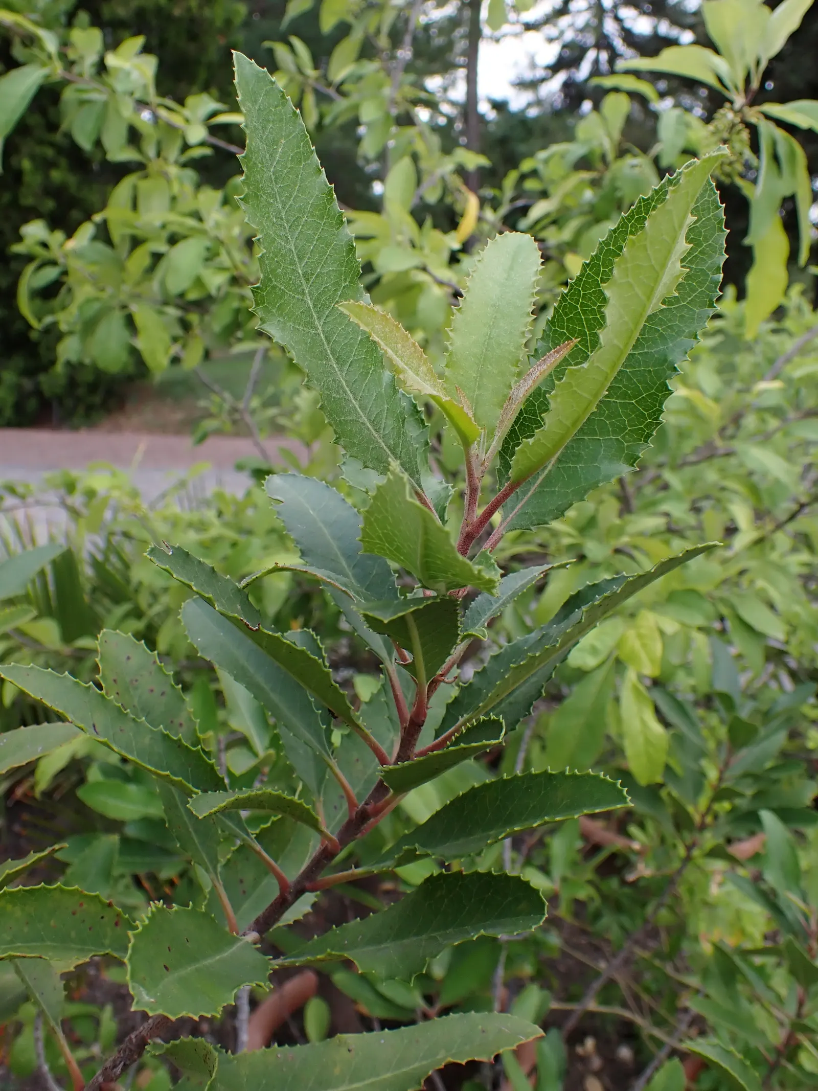 Toyon (Heteromeles Arbutifolia) — It flourishes to about 6-8 feet tall with a similar spread; it is drought-tolerant once established