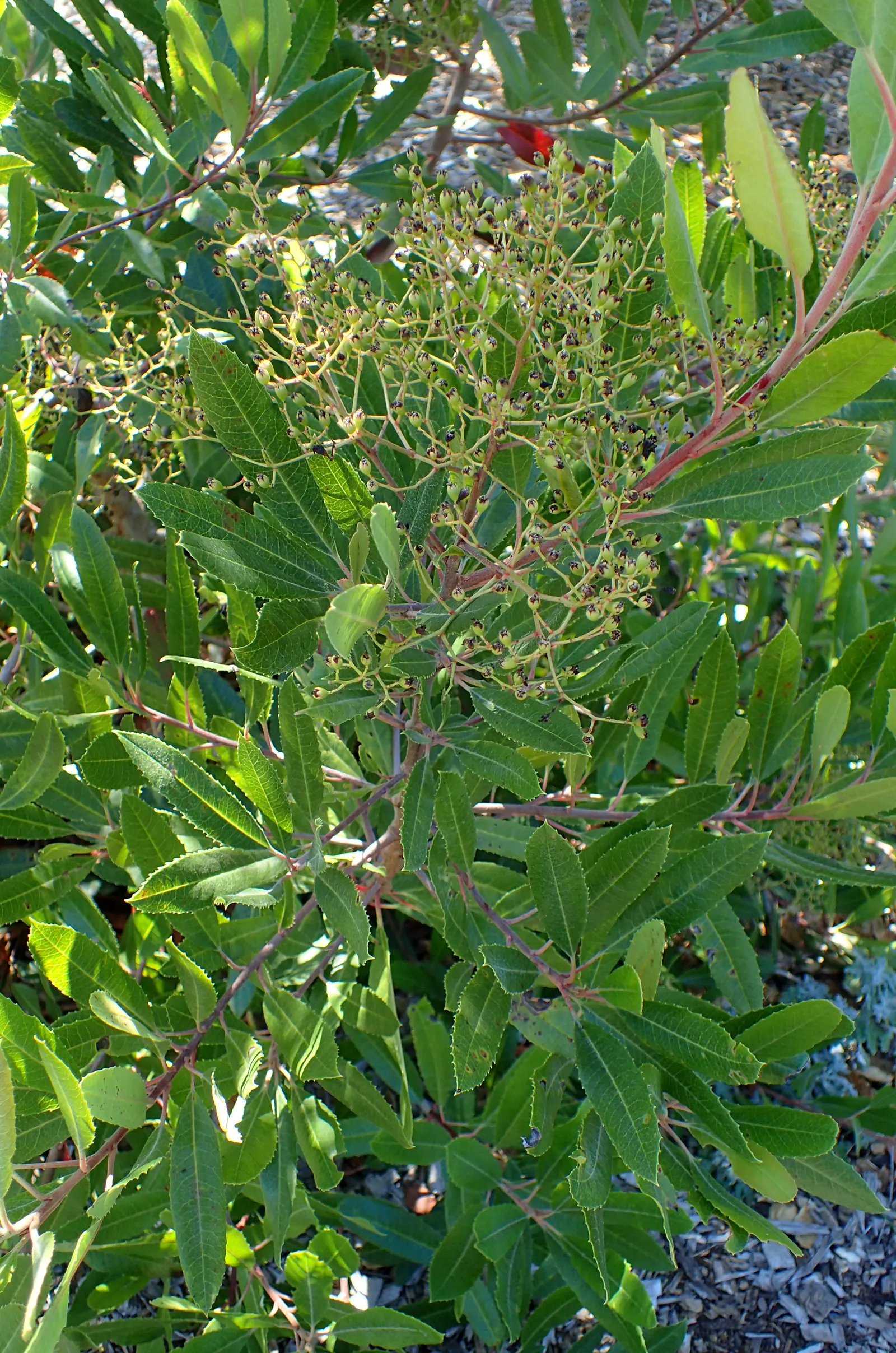 Toyon (Heteromeles Arbutifolia) — each about 1/4 inch in diameter