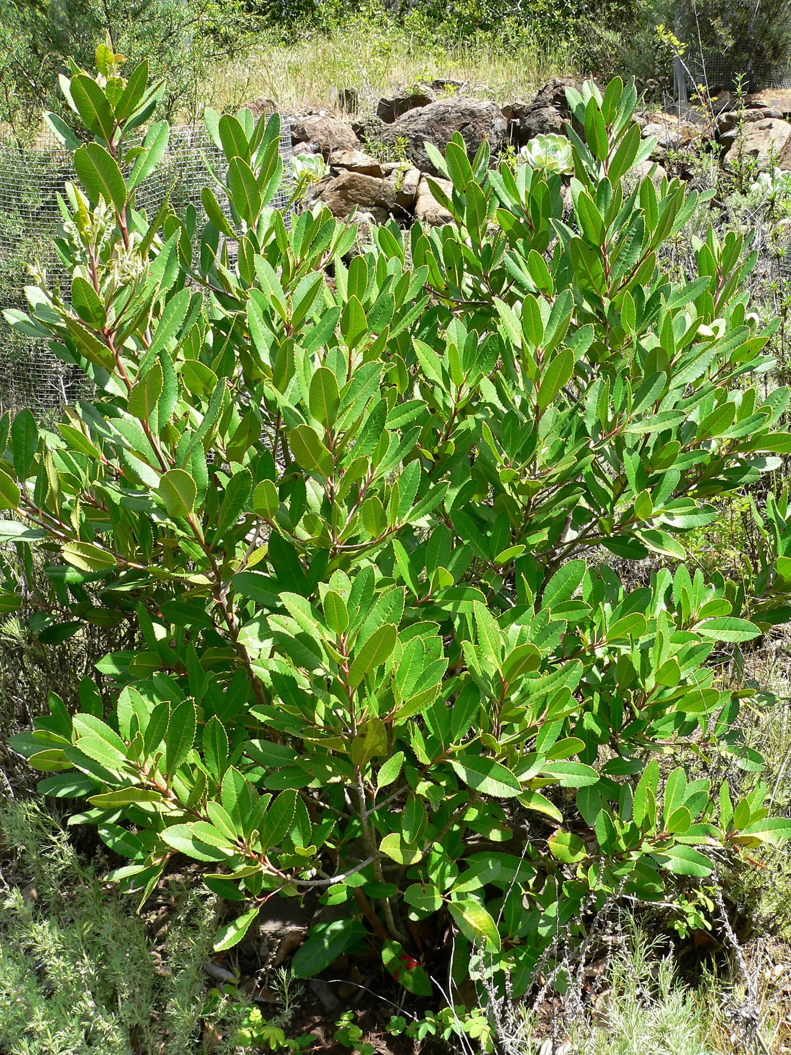 Toyon (Heteromeles Arbutifolia) — white flowers in the garden