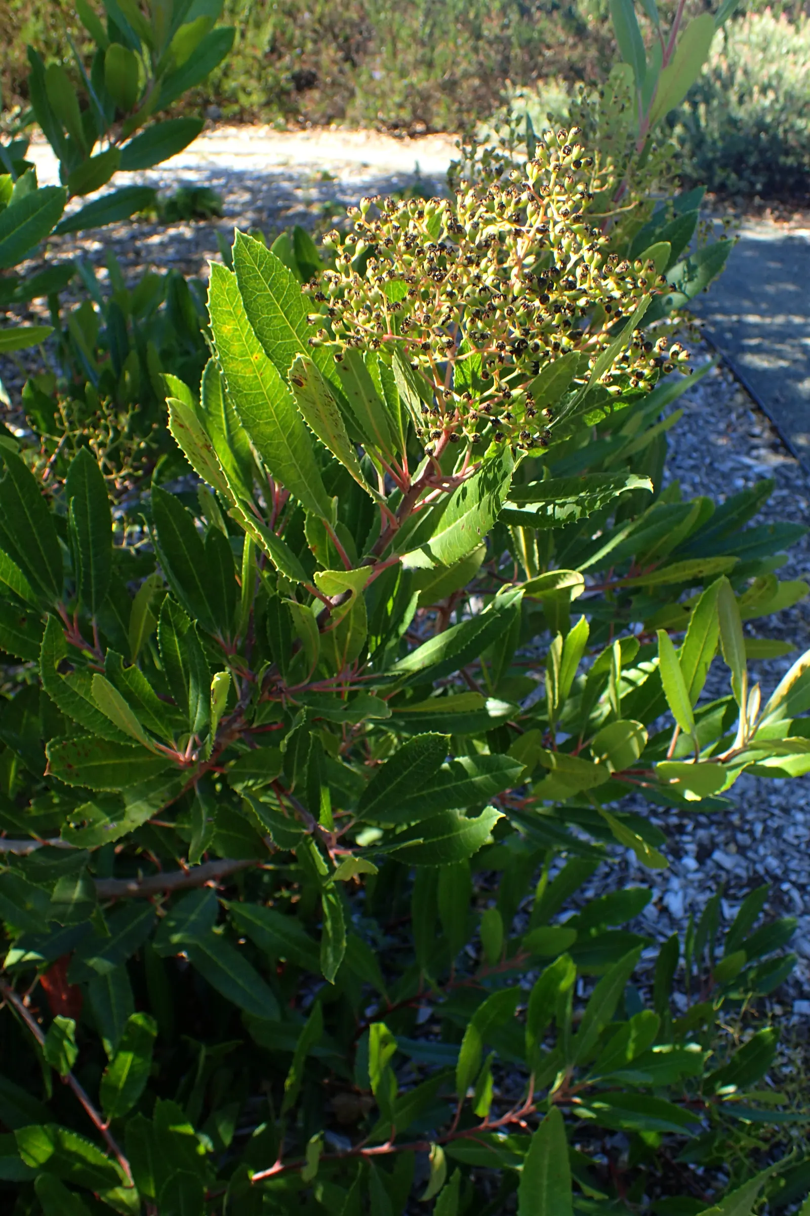 Toyon (Heteromeles Arbutifolia) — though it thrives in well-drained conditions