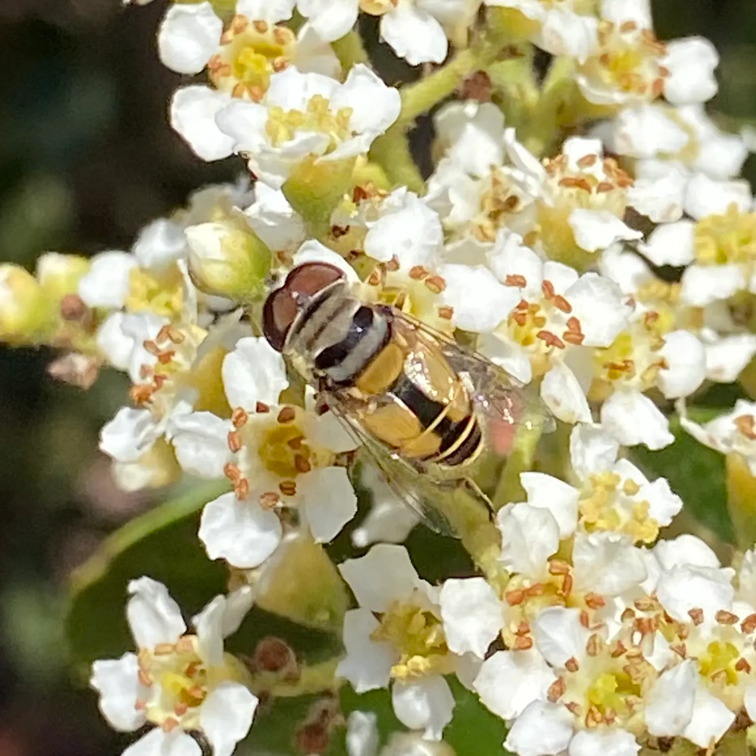 Toyon (Heteromeles Arbutifolia) — Toyon can serve as a focal point