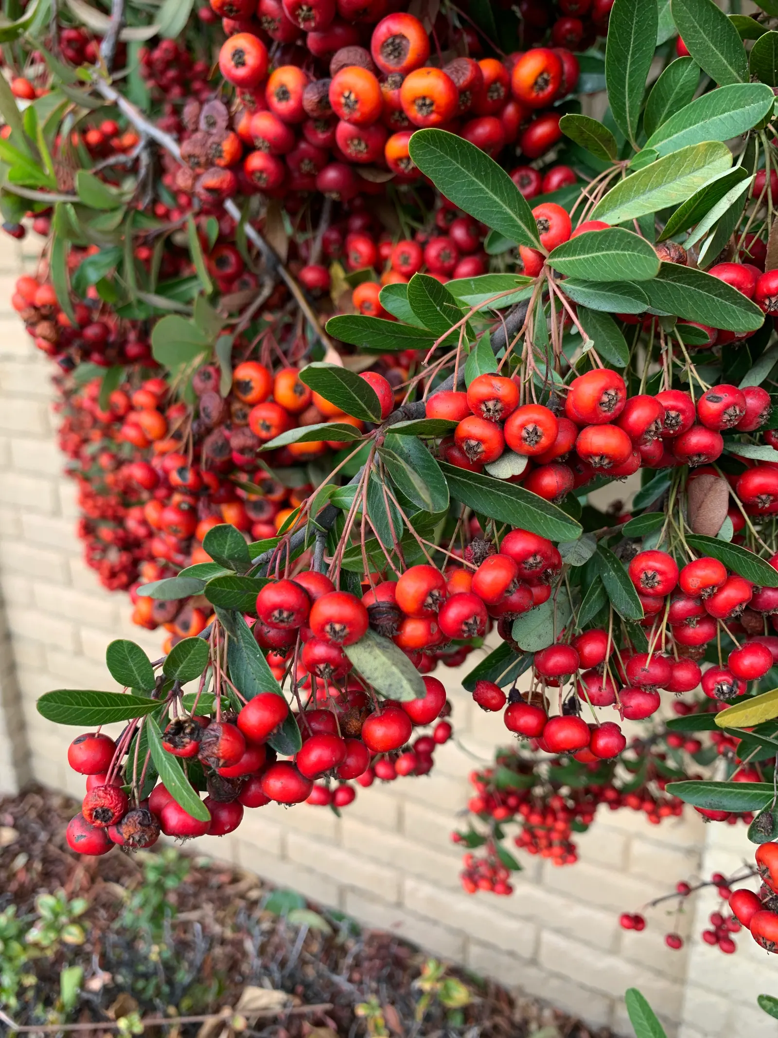 Toyon (Heteromeles Arbutifolia) — It is drought-tolerant once established
