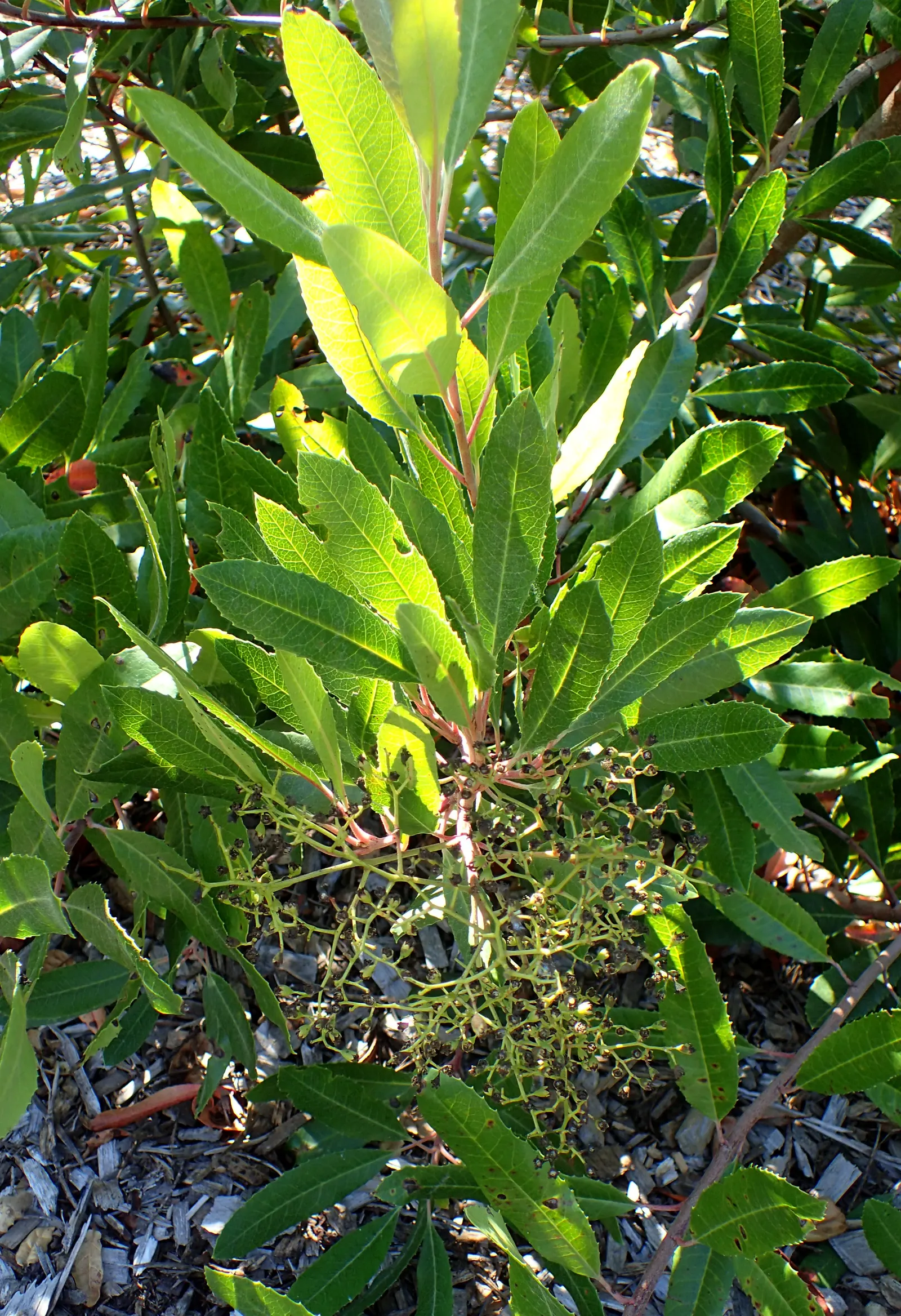 Toyon (Heteromeles Arbutifolia) — with serrated margins that add texture to the landscape