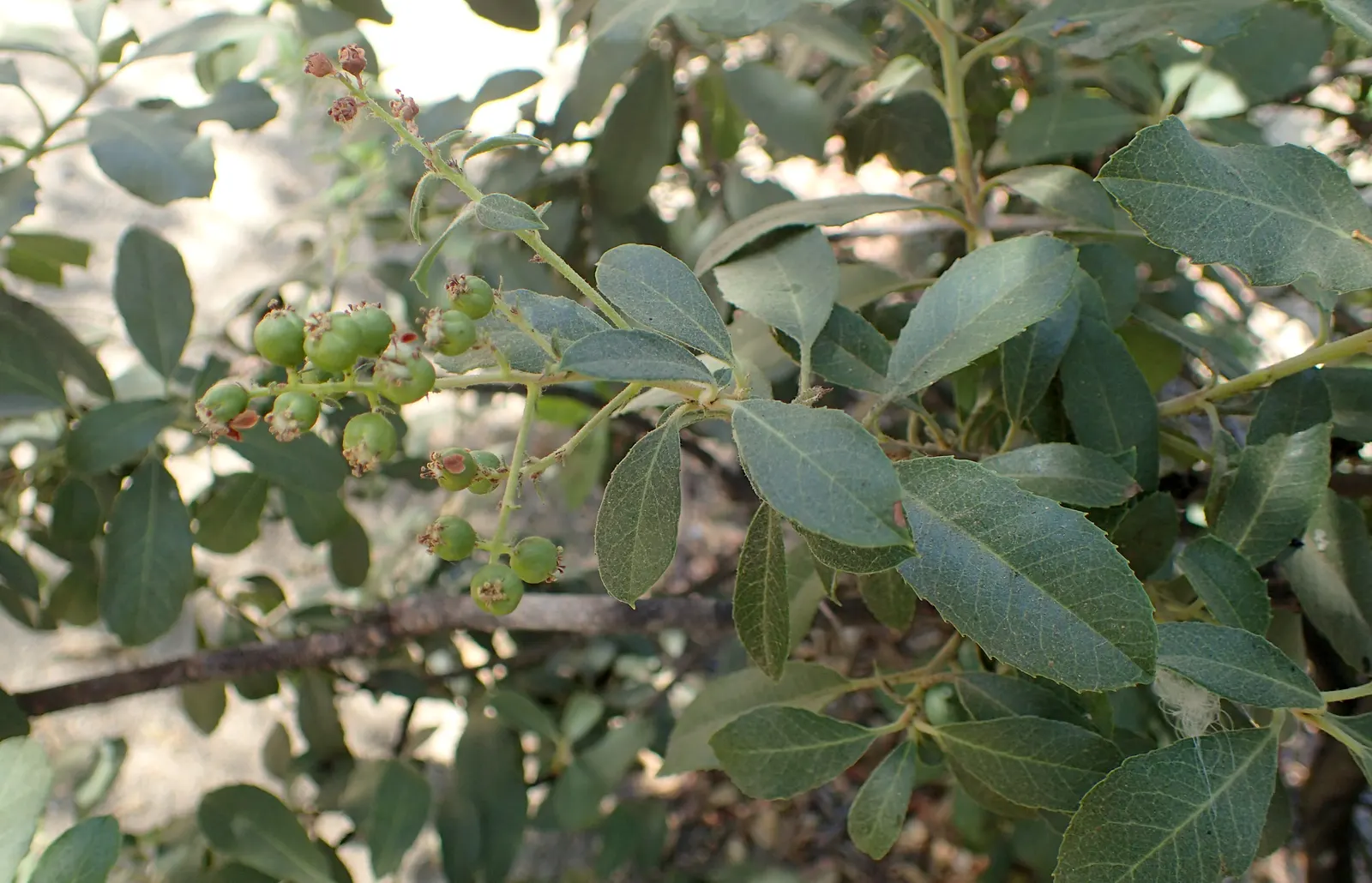 Toyon (Heteromeles Arbutifolia) — Department of Agriculture plant hardiness zones 7 through 11