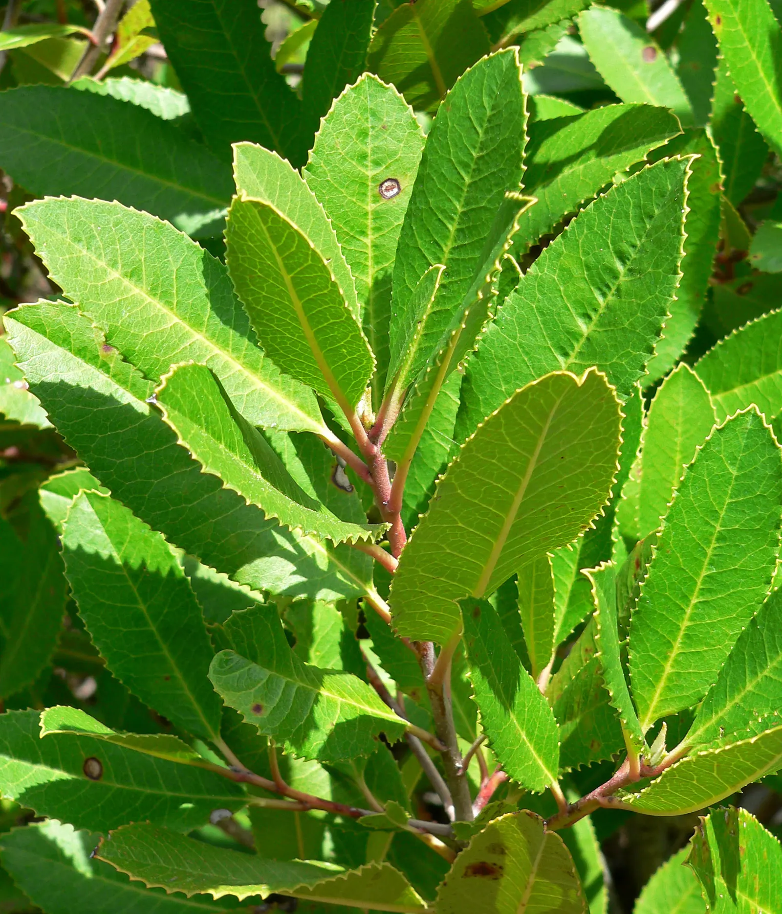 Toyon (Heteromeles Arbutifolia) — each about 1/4 inch in diameter; it flourishes to about 6-8 feet tall with a similar spread, image 60