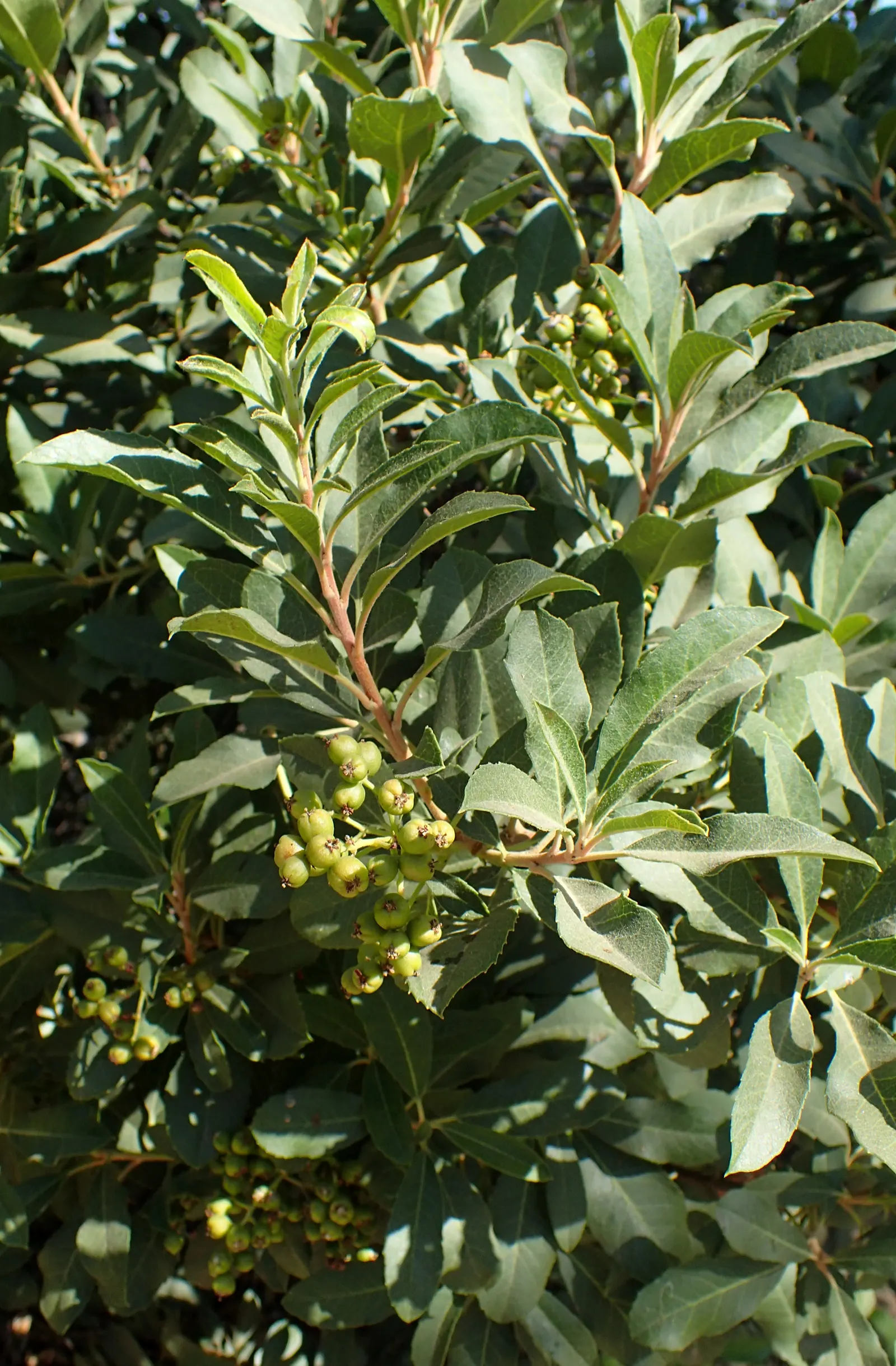 Toyon (Heteromeles Arbutifolia) — Toyon adapts easily to full sun or partial shade and tolerates a range of soil types