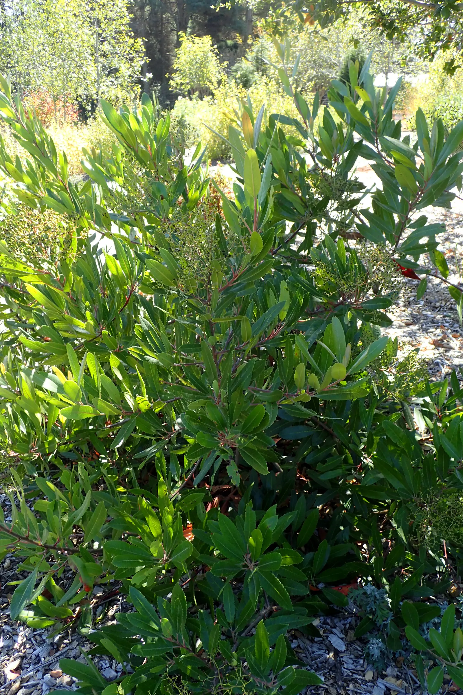 Toyon (Heteromeles Arbutifolia) — the Toyon is festooned with vibrant red berries