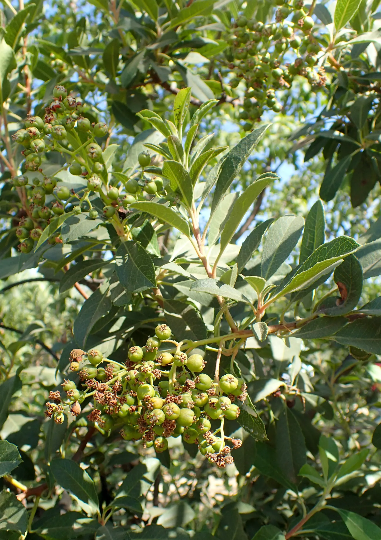 Toyon (Heteromeles Arbutifolia) — Toyon can serve as a focal point; department of Agriculture plant hardiness zones 7 through 11, image 65