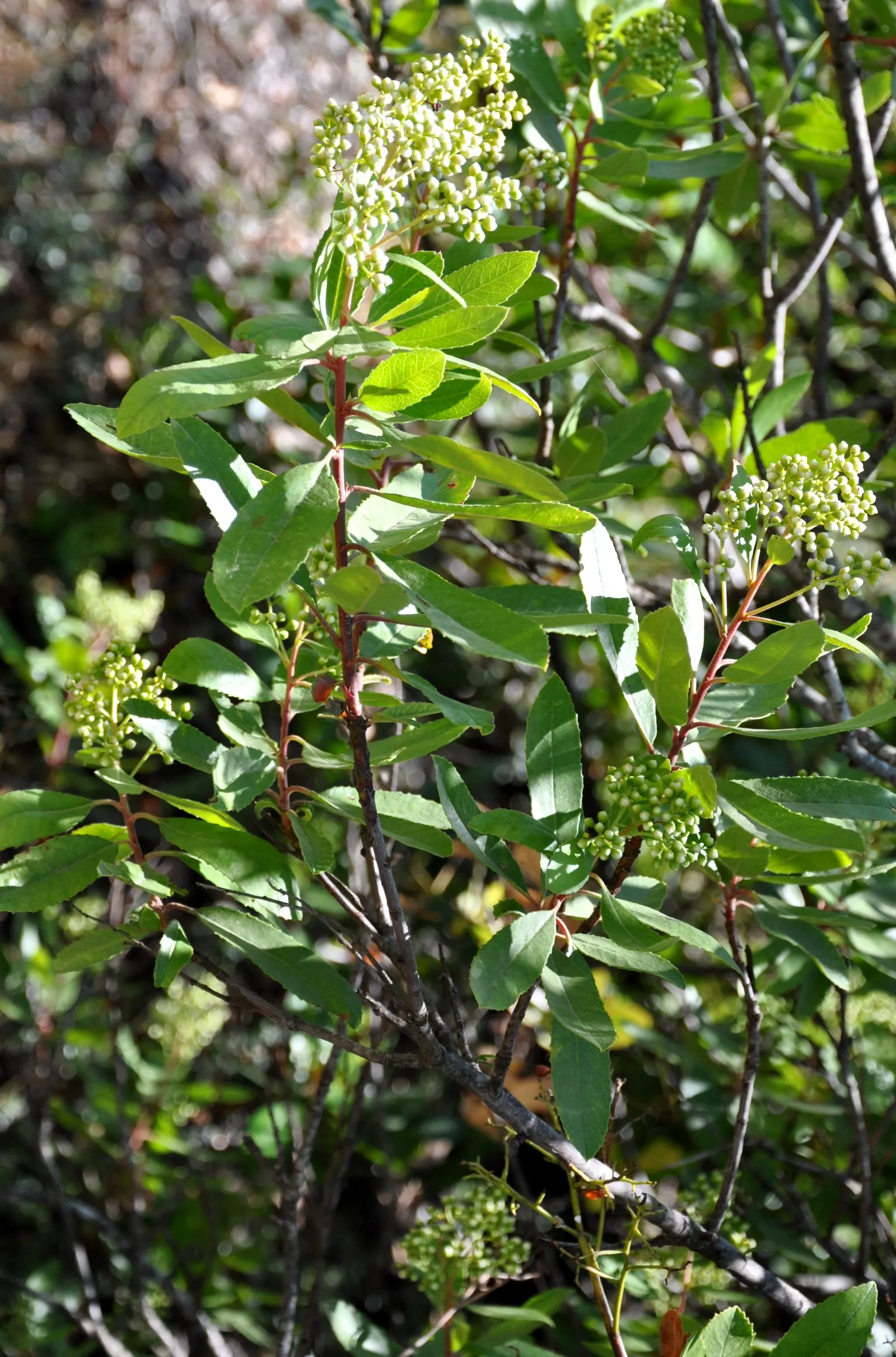 Toyon (Heteromeles Arbutifolia) — shrub / tree with white blooms