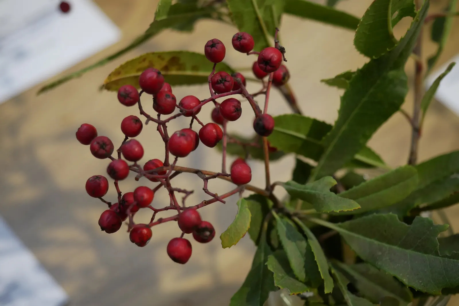 Toyon (Heteromeles Arbutifolia) — this resilient plant can reach a mature height of 6 to 8 feet and can extend just as wide; white flowers in the, image 56