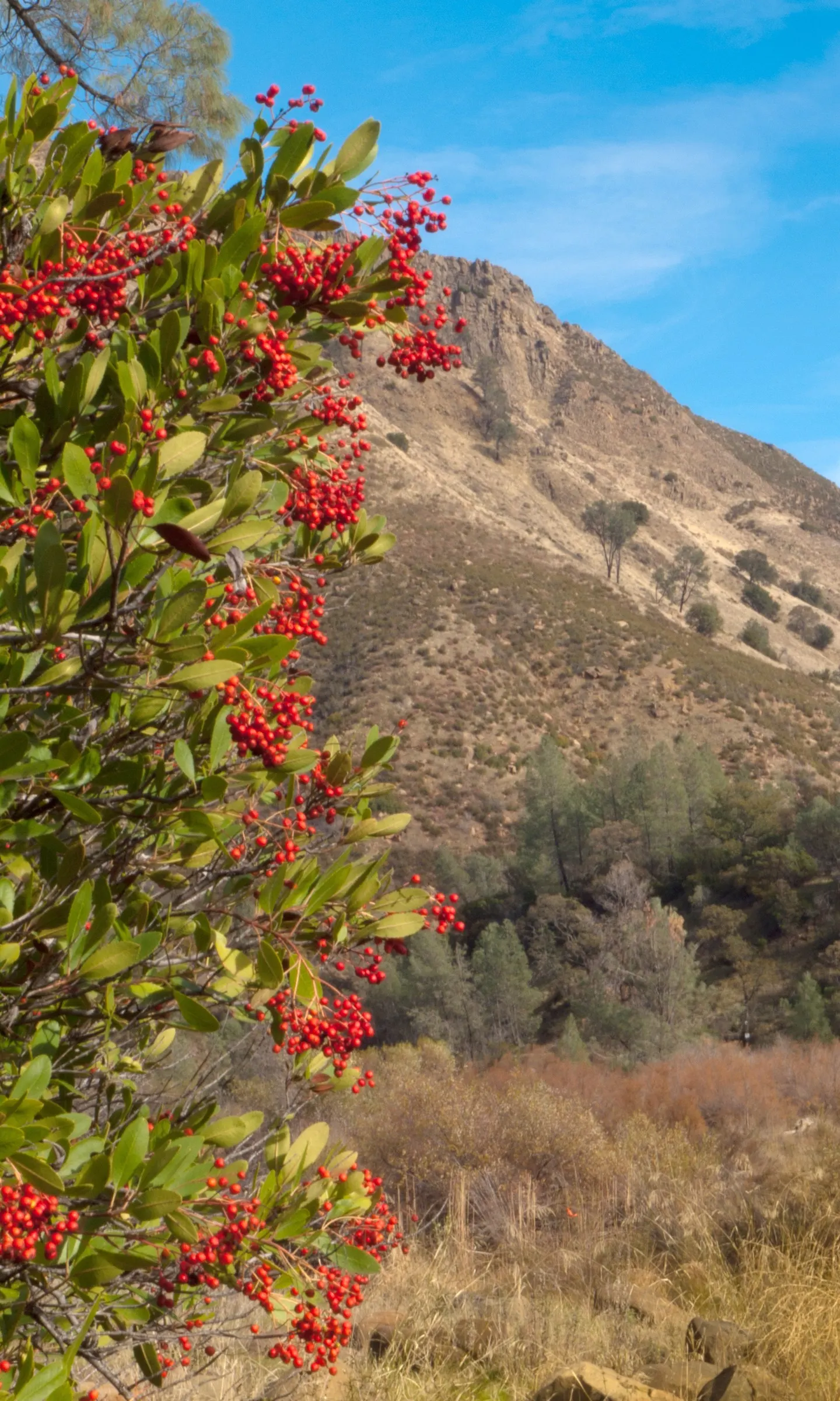 Toyon (Heteromeles Arbutifolia) — Department of Agriculture plant hardiness zones 7 through 11; this resilient plant can reach a mature height of 6, image 61
