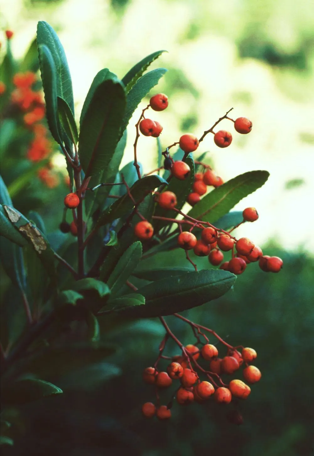 Toyon (Heteromeles Arbutifolia) — shrub / tree for full or half; or as part of a mixed native hedge, image 69