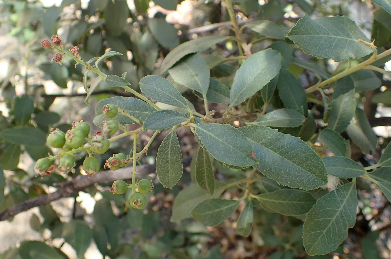 Toyon (Heteromeles Arbutifolia) — or as part of a mixed native hedge; shrub / tree with white blooms, image 66