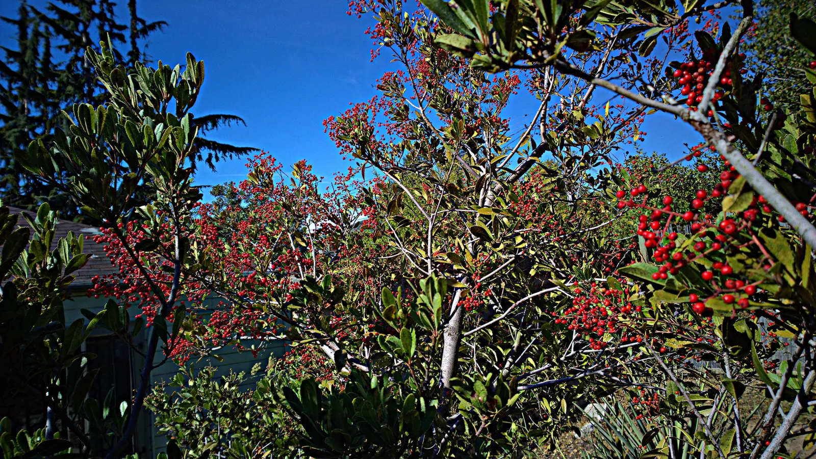 Toyon (Heteromeles Arbutifolia) — dark green leaves that measure 2 to 4 inches long; come fall, it bears vibrant red berries, a vital food source for local