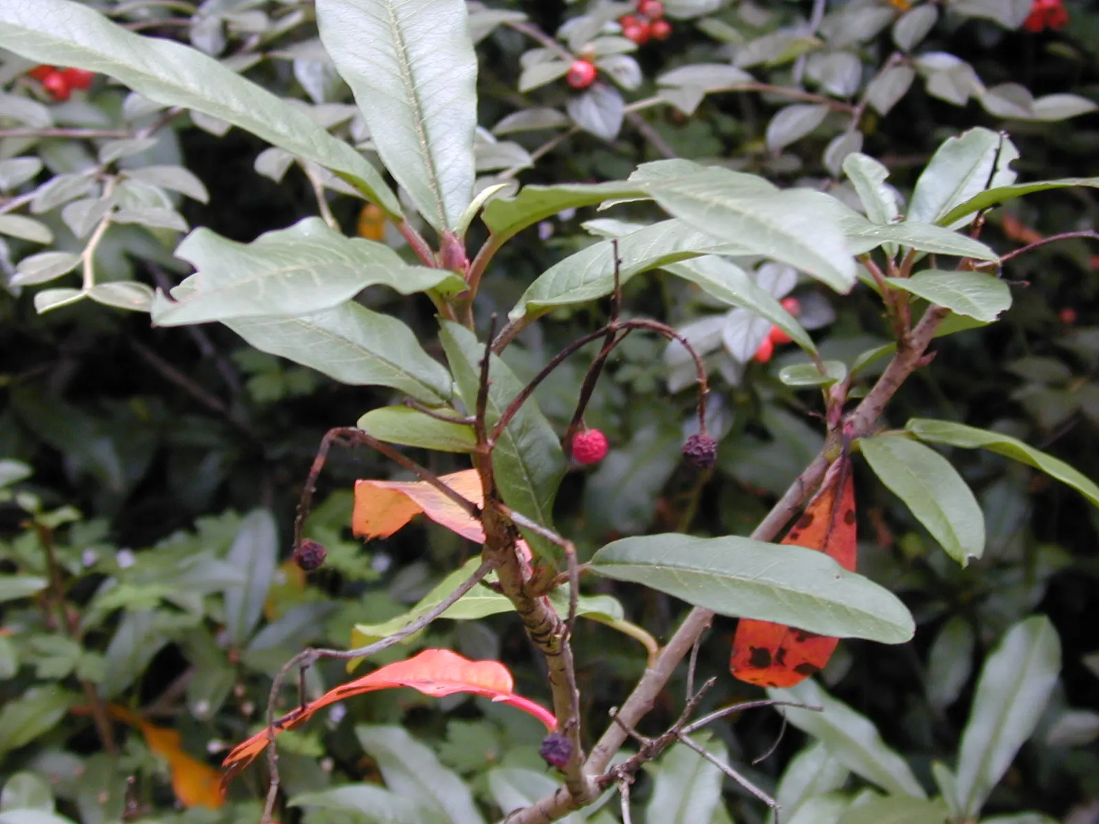 Toyon (Heteromeles Arbutifolia) — showcasing leathery leaves and clusters of white summer blooms; is an evergreen shrub native to the West Coast