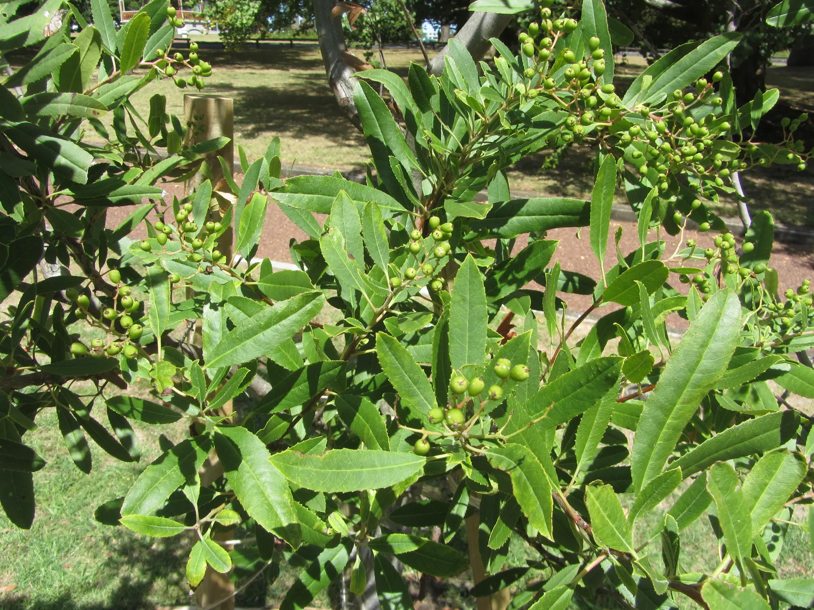 Toyon (Heteromeles Arbutifolia) — though it thrives in well-drained conditions; also known as California Holly