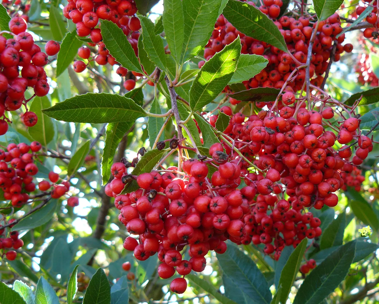 Toyon (Heteromeles Arbutifolia) — It is drought-tolerant once established; is a versatile and striking evergreen shrub native to California, image 64