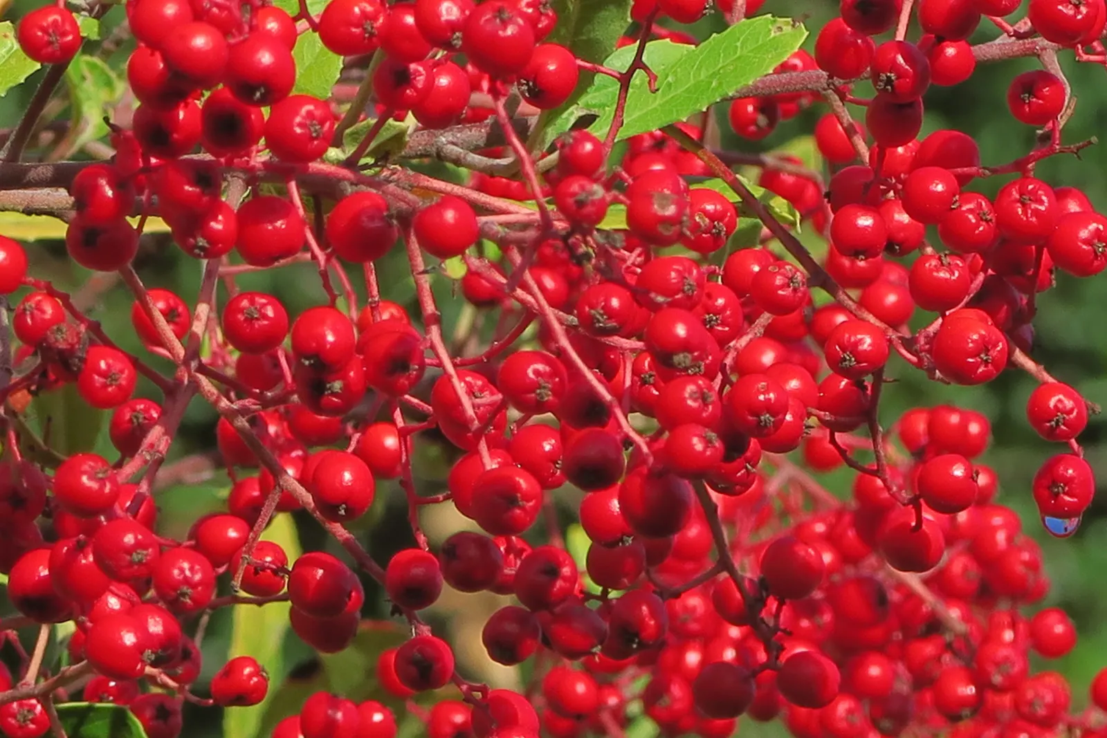 Toyon (Heteromeles Arbutifolia) — shrub / tree with white blooms; the Toyon is festooned with vibrant red berries, image 68