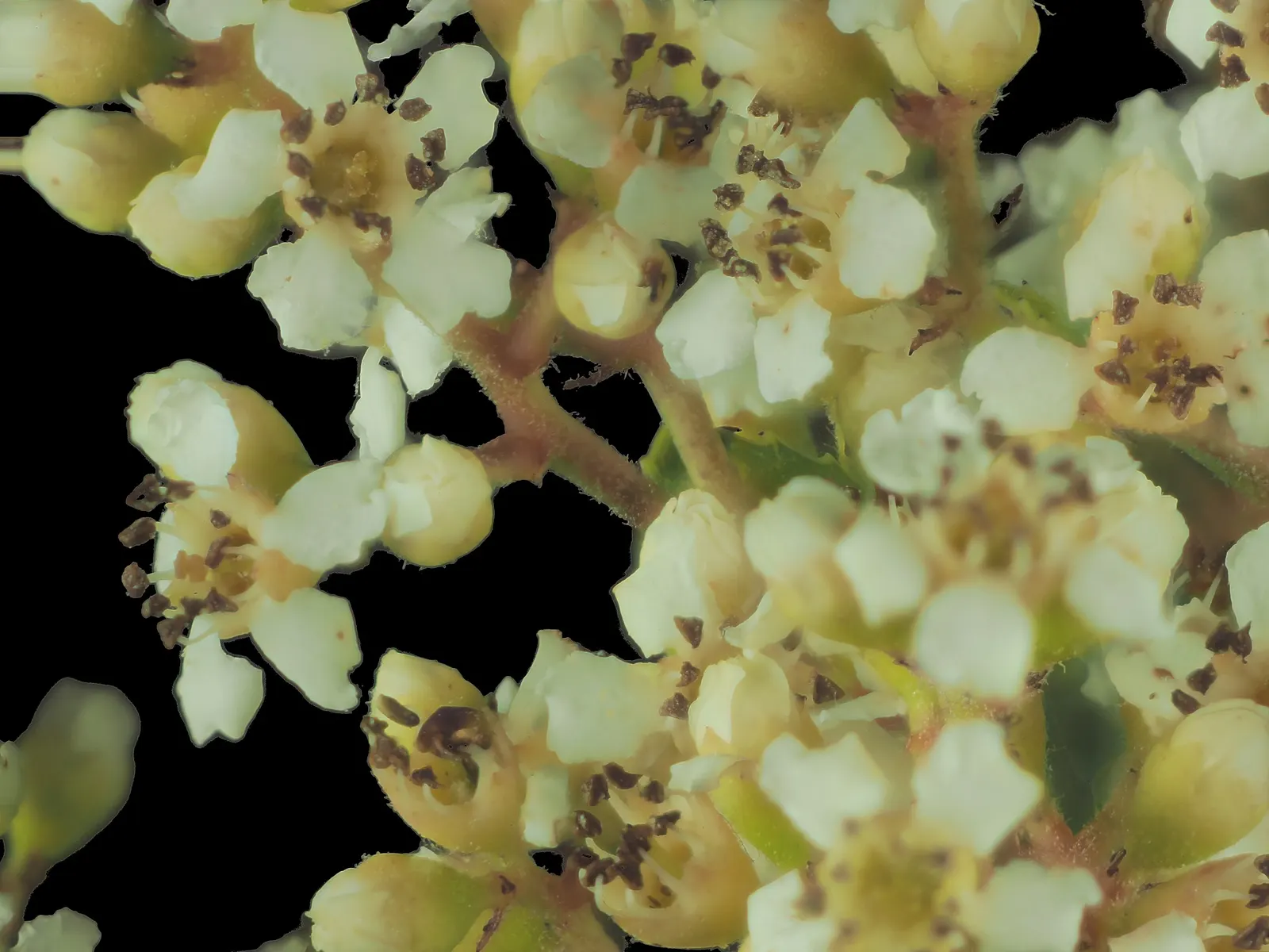 Toyon (Heteromeles Arbutifolia) — Toyon adapts easily to full sun or partial shade and tolerates a range of soil types; though it thrives in well-drained