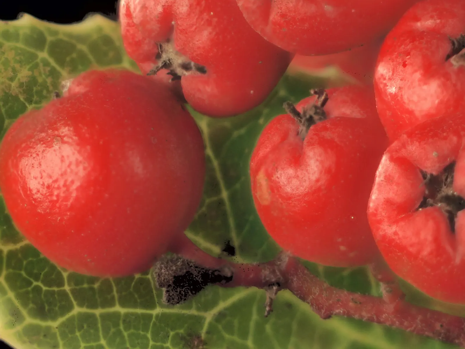 Toyon (Heteromeles Arbutifolia) — highly regarded for both its aesthetic and ecological value