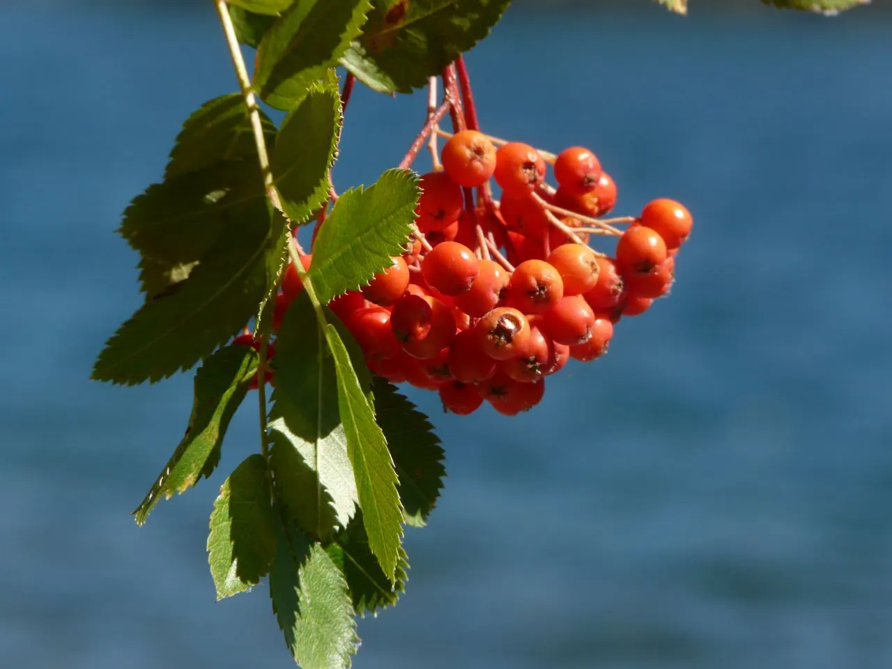 Toyon (Heteromeles Arbutifolia) — showcasing leathery leaves and clusters of white summer blooms