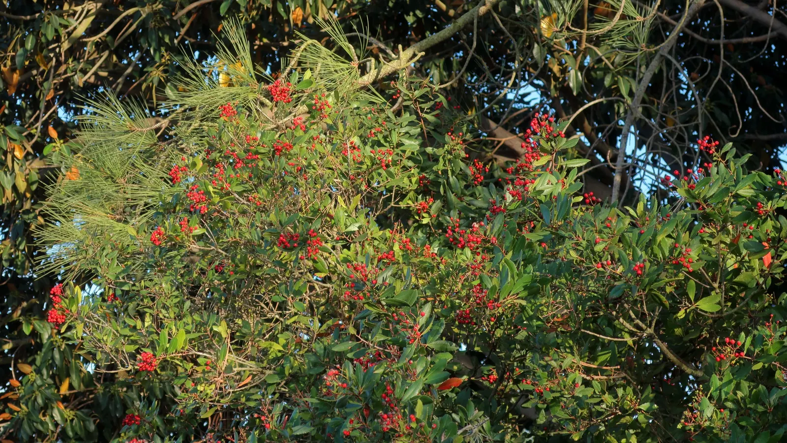 Toyon (Heteromeles Arbutifolia) — Toyon adapts easily to full sun or partial shade and tolerates a range of soil types; though it thrives in, image 62