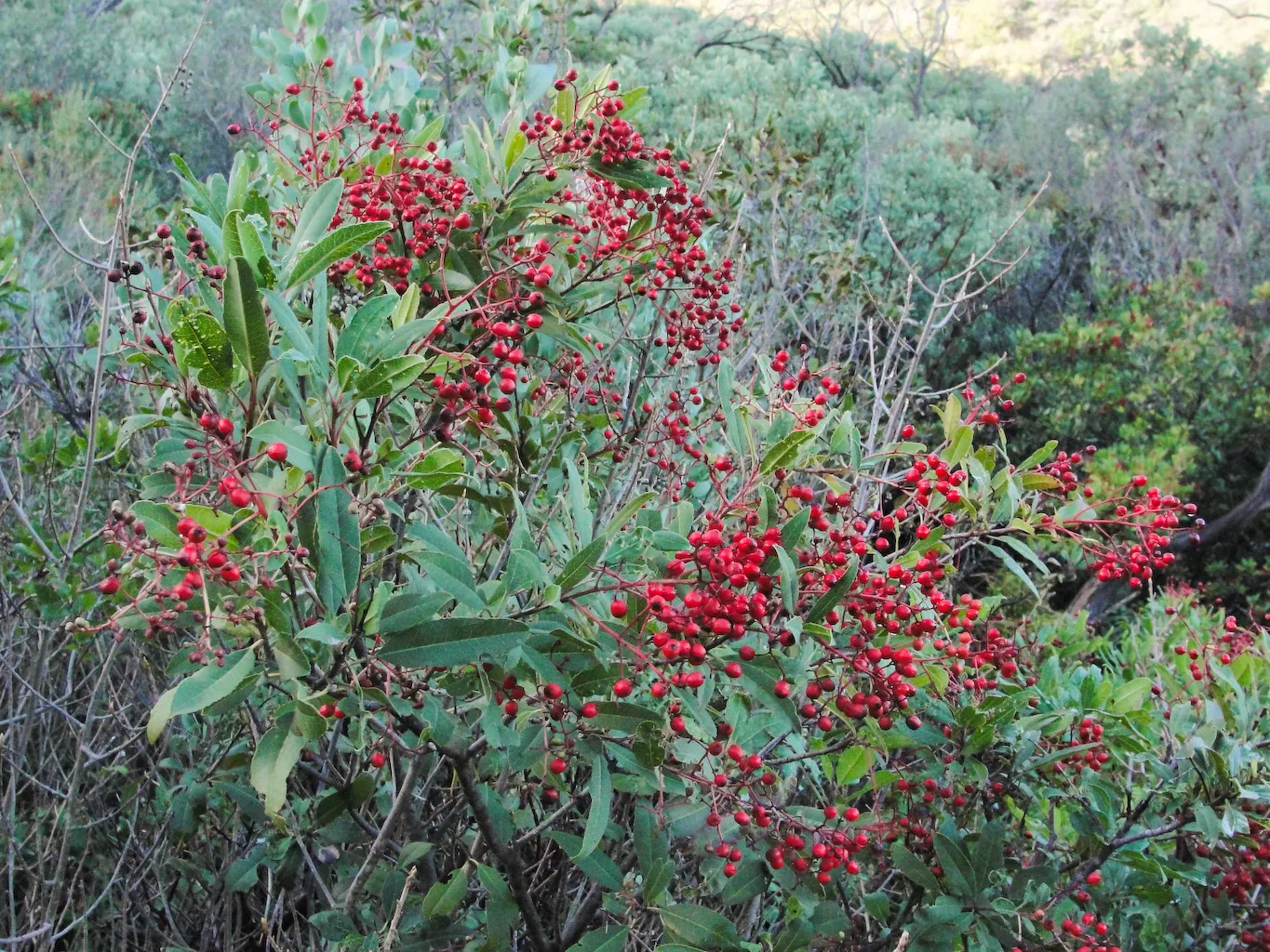 Toyon (Heteromeles Arbutifolia) — with serrated margins that add texture to the landscape, image 35