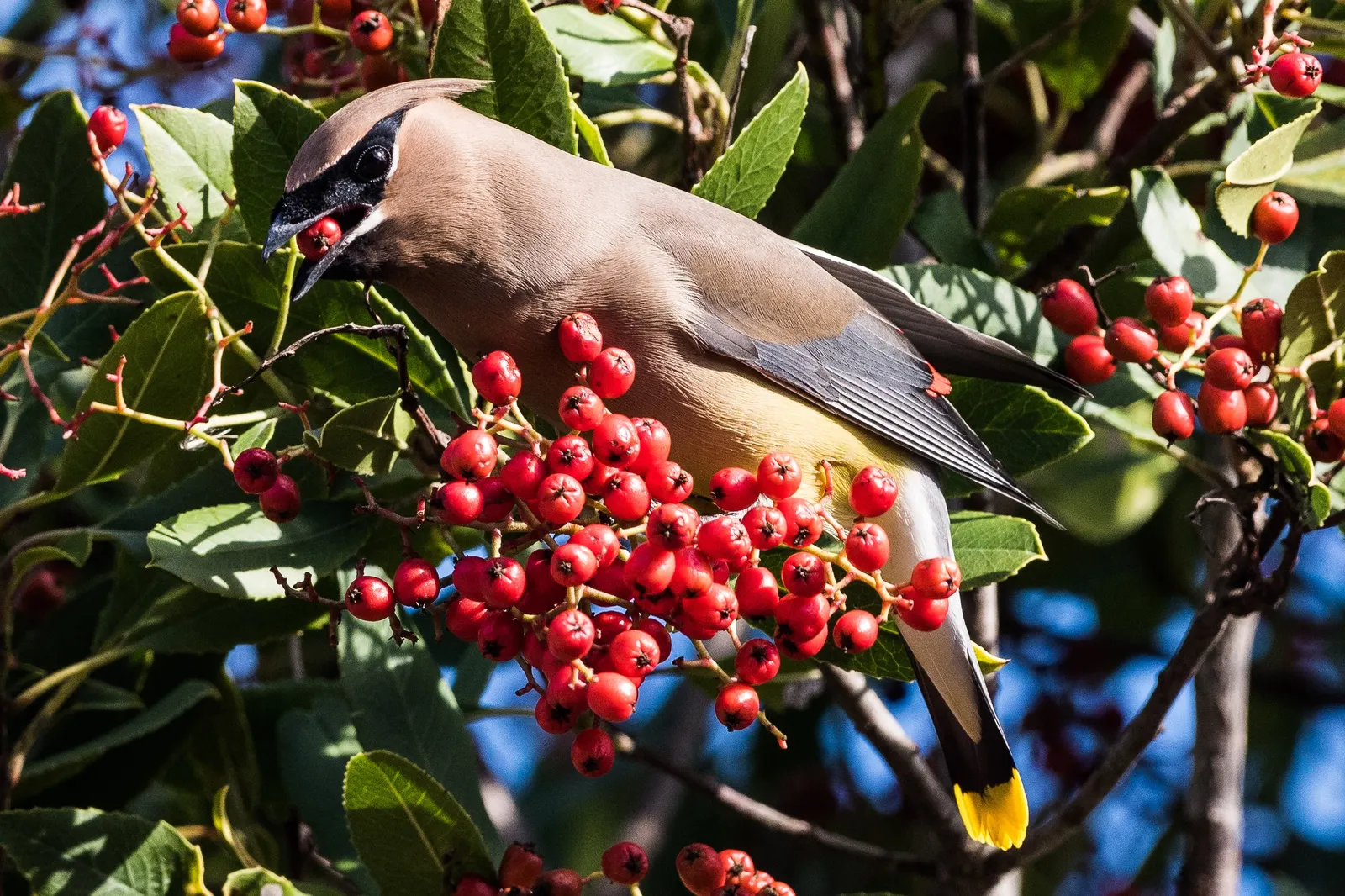Toyon (Heteromeles Arbutifolia) — It flourishes to about 6-8 feet tall with a similar spread