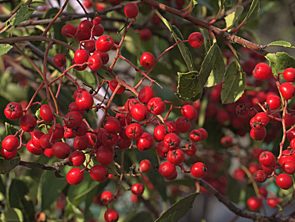 Toyon (Heteromeles Arbutifolia) — is a versatile and striking evergreen shrub native to California