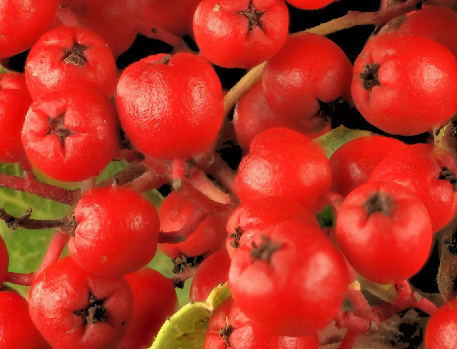 Toyon (Heteromeles Arbutifolia) — this resilient plant can reach a mature height of 6 to 8 feet and can extend just as wide; white flowers in the garden
