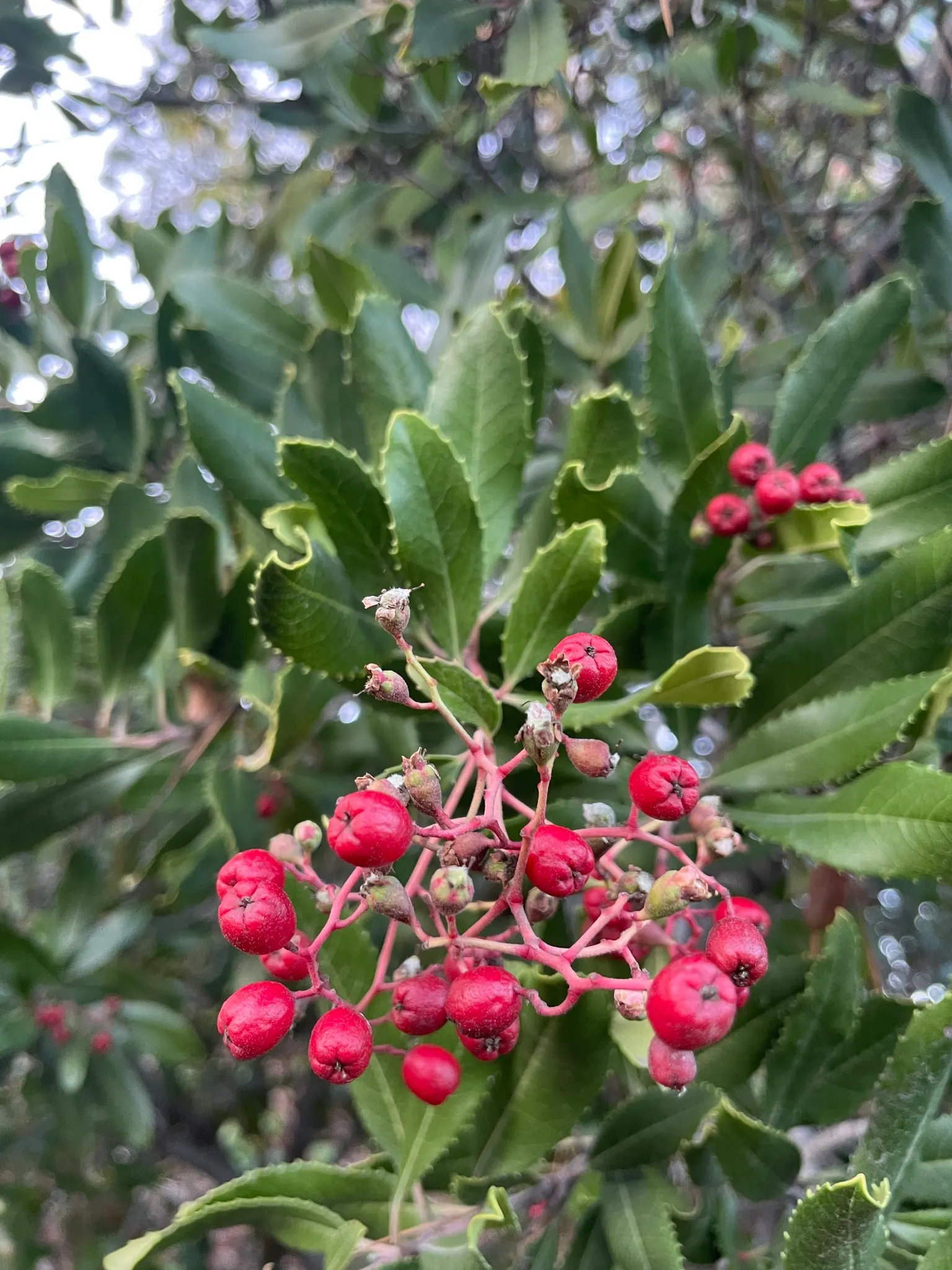Toyon (Heteromeles Arbutifolia) — It is drought-tolerant once established; is a versatile and striking evergreen shrub native to California