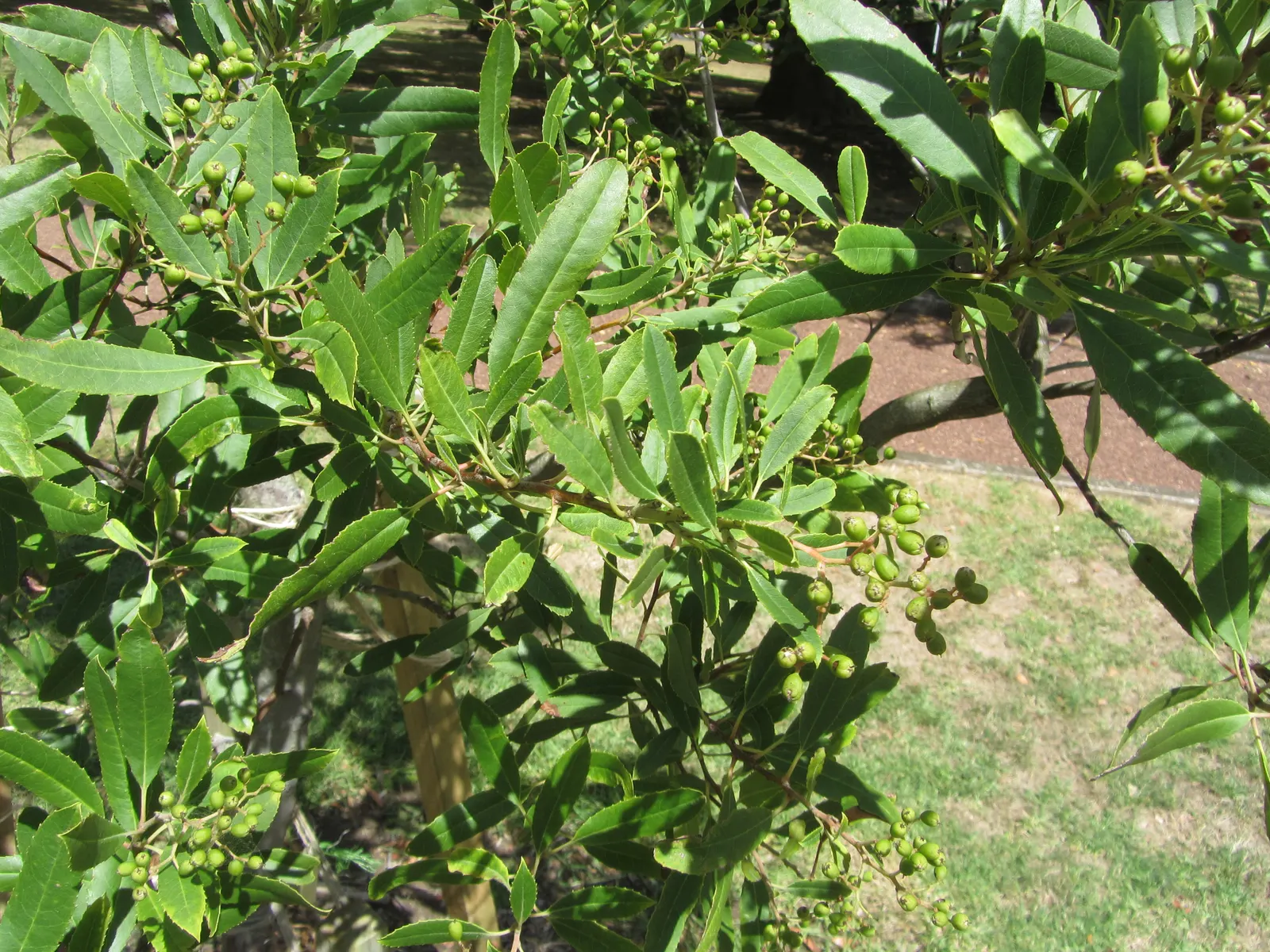 Toyon (Heteromeles Arbutifolia) — Department of Agriculture plant hardiness zones 7 through 11; this resilient plant can reach a mature height of 6 to 8 feet