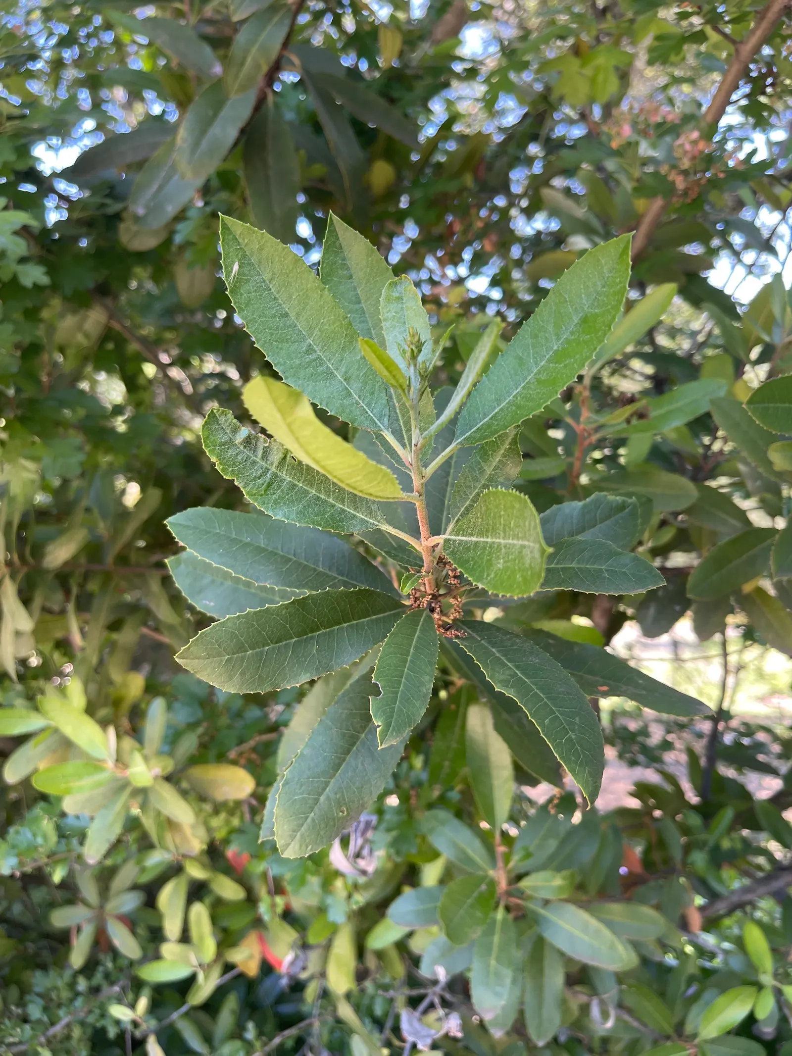Toyon (Heteromeles Arbutifolia) — highly regarded for both its aesthetic and ecological value; each about 1/4 inch in diameter