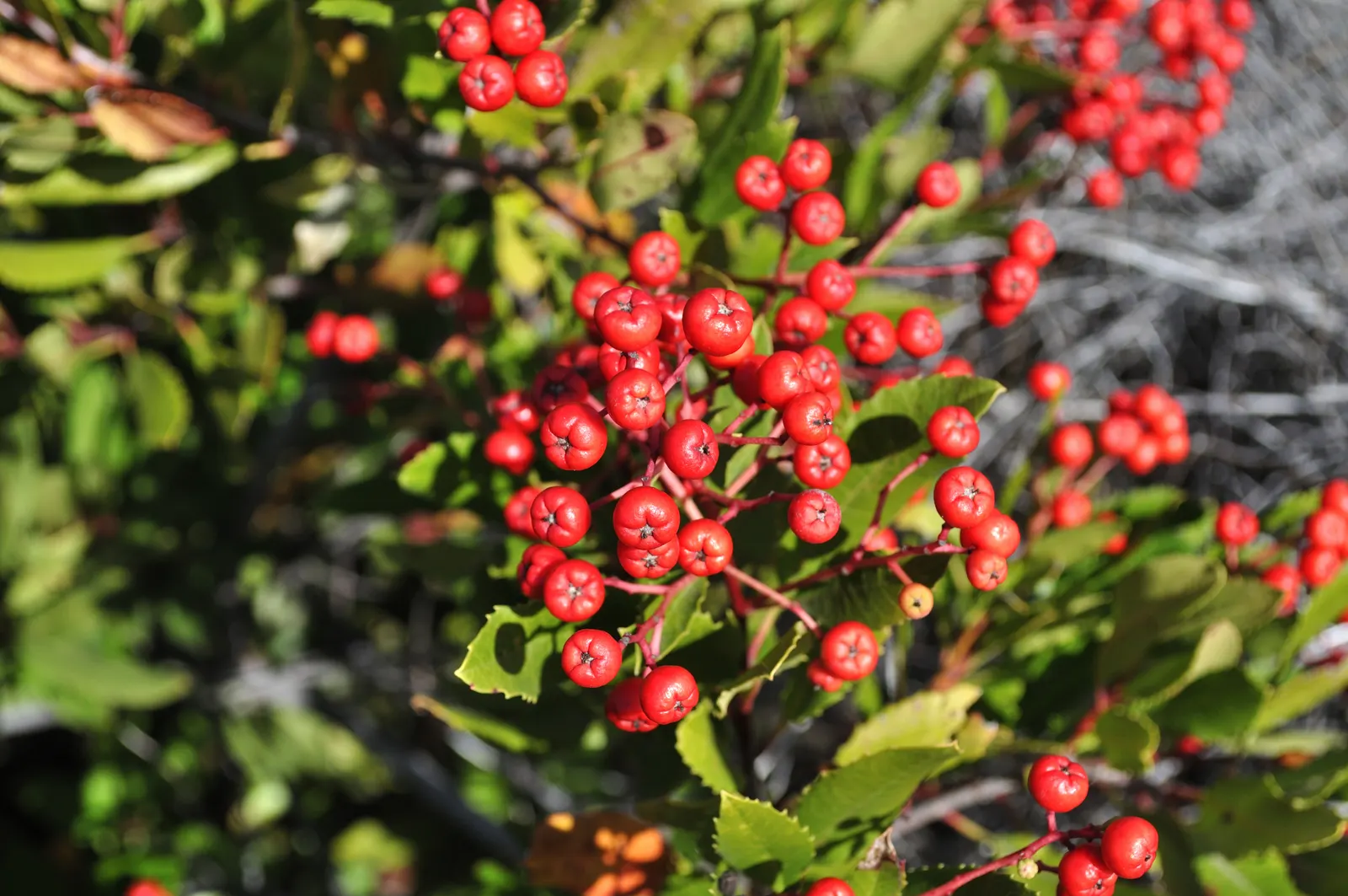 Toyon (Heteromeles Arbutifolia) — each about 1/4 inch in diameter; it flourishes to about 6-8 feet tall with a similar spread