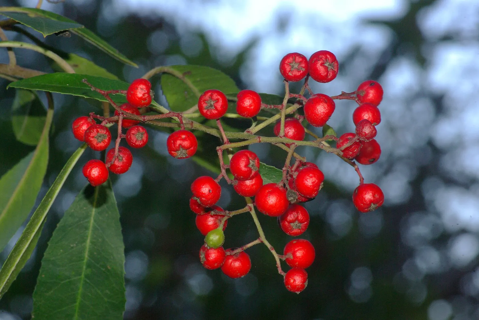 Toyon (Heteromeles Arbutifolia) — also known as California Holly; showcasing leathery leaves and clusters of white summer blooms, image 47