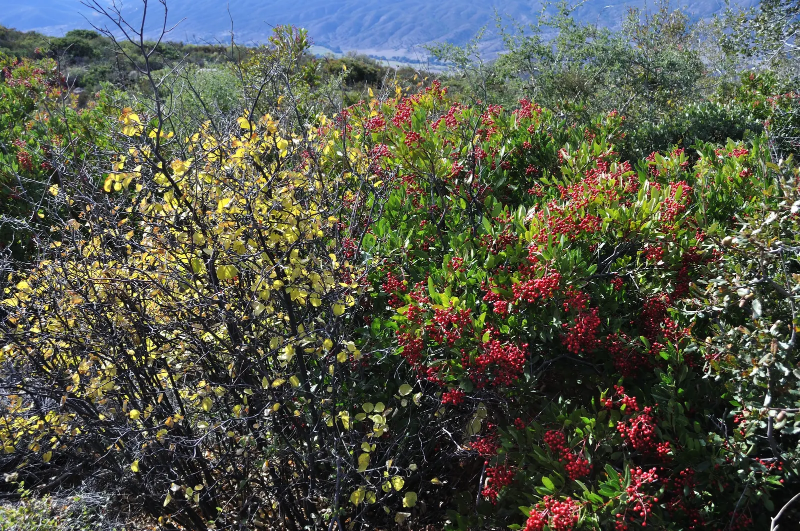 Toyon (Heteromeles Arbutifolia) — white flowers in the garden; hardy and drought-resistant