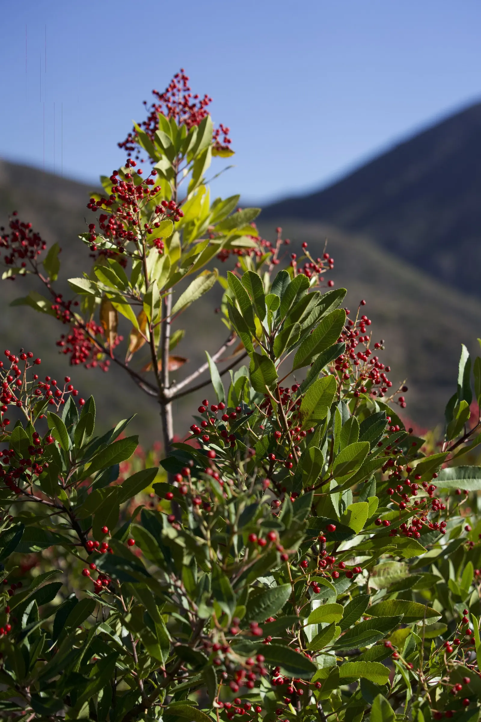 Toyon (Heteromeles Arbutifolia) — showcasing leathery leaves and clusters of white summer blooms; is an evergreen shrub native to the West Coast, image 50