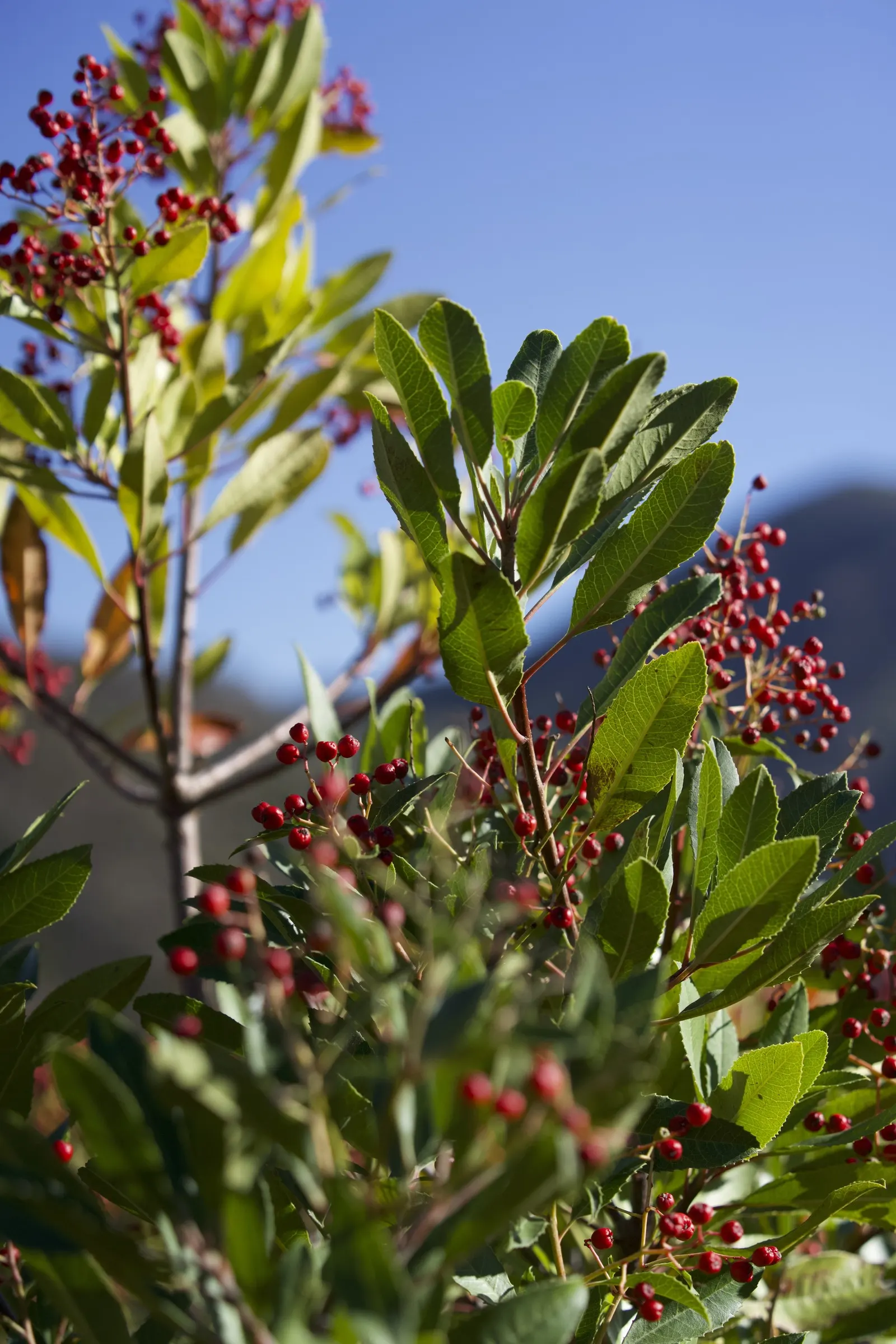 Toyon (Heteromeles Arbutifolia) — is a versatile and striking evergreen shrub native to California; toyon is ideal for low-maintenance landscapes, image 54