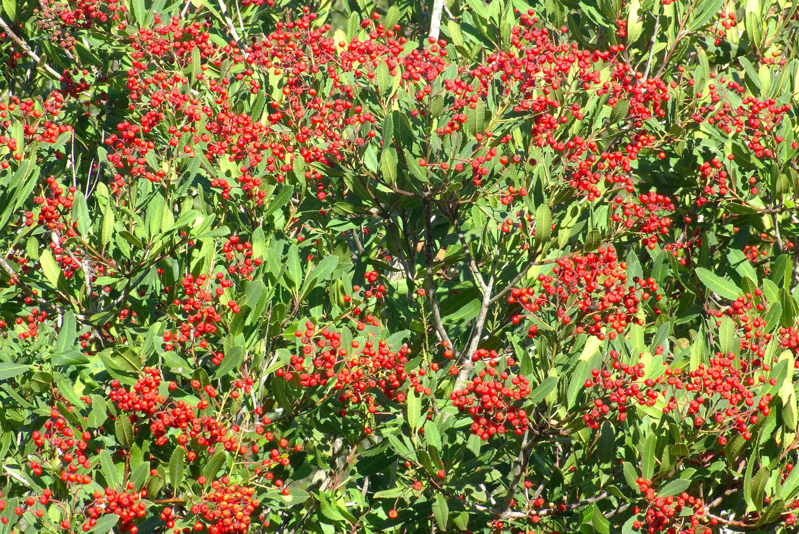 Toyon (Heteromeles Arbutifolia) — the Toyon is festooned with vibrant red berries; toyon can serve as a focal point, image 59