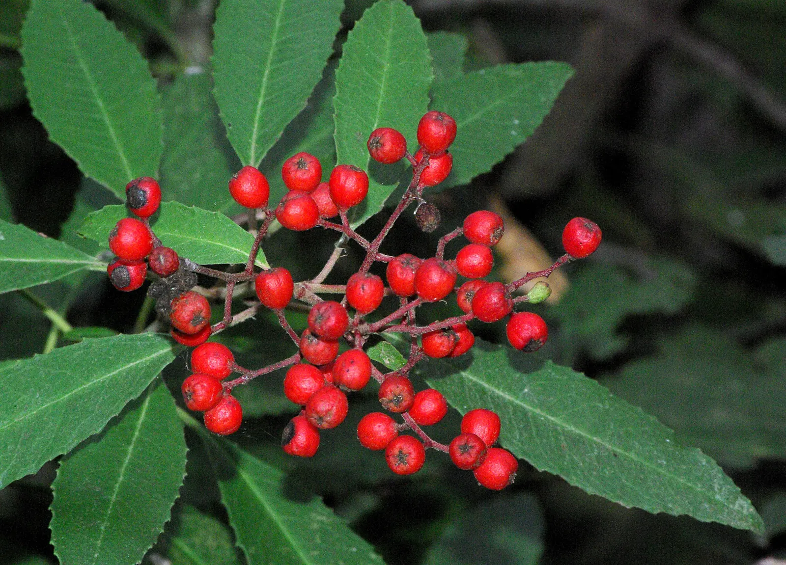 Toyon (Heteromeles Arbutifolia) — dark green leaves that measure 2 to 4 inches long; come fall, it bears vibrant red berries, a vital food source, image 57